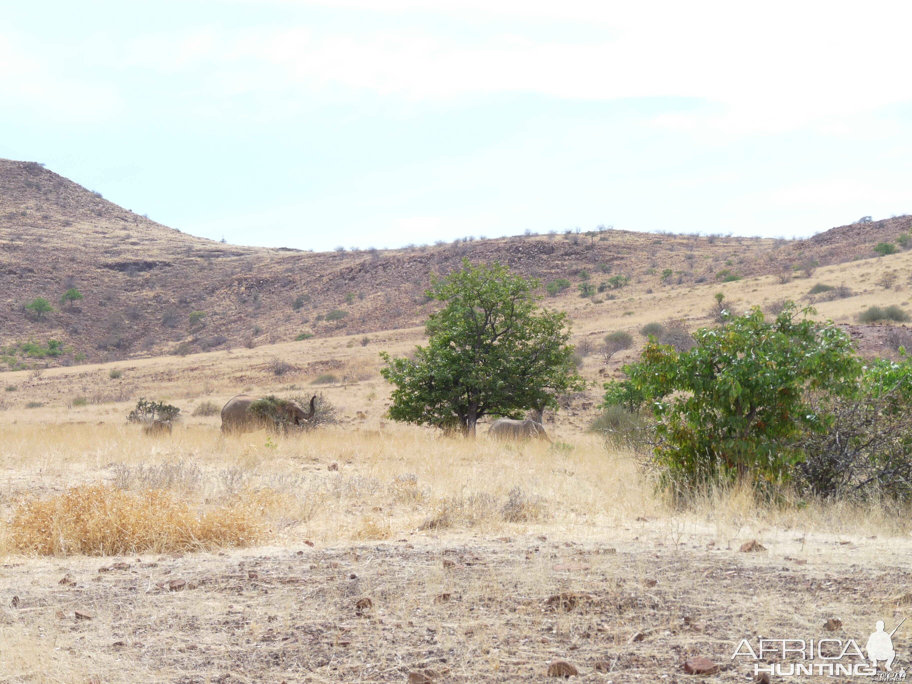 Elephant Damaraland Namibia