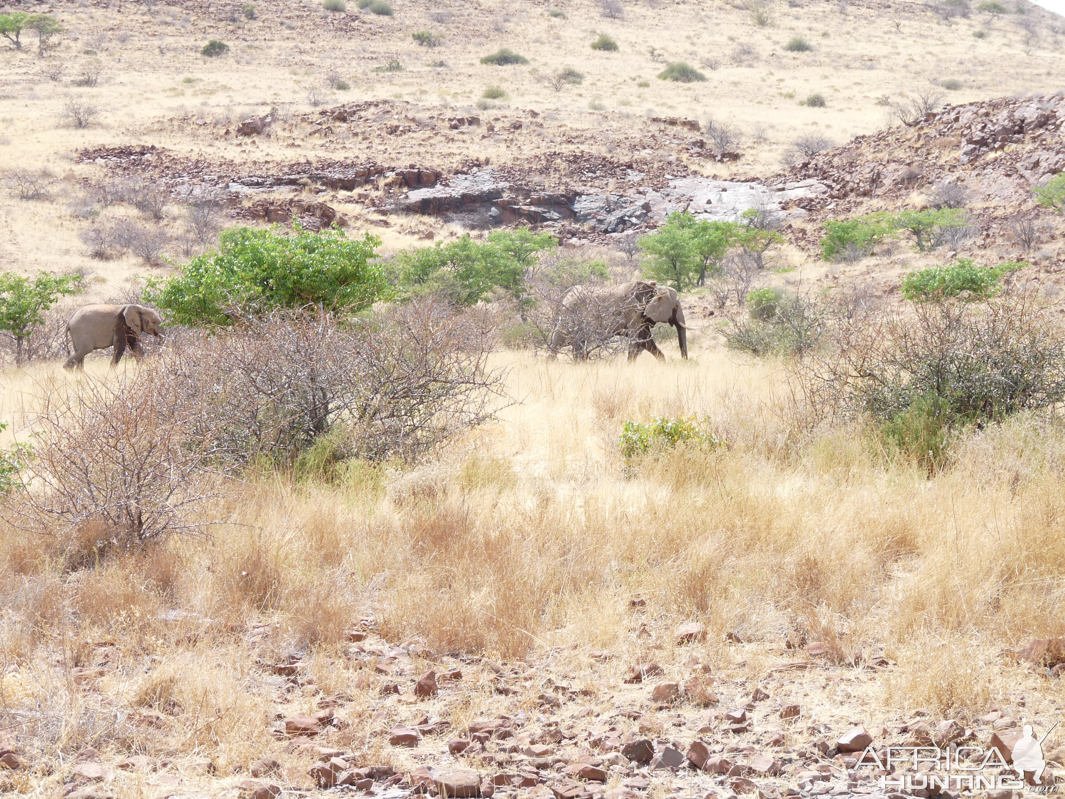 Elephant Damaraland Namibia