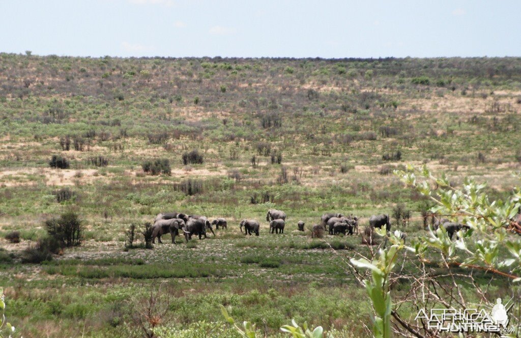 Elephant Danaib Omuramba Hereroland