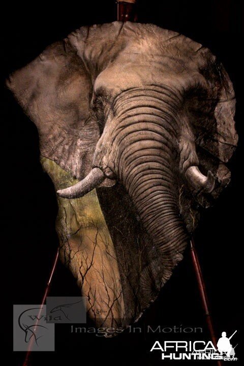 Elephant Ear Painting by Robert Utne