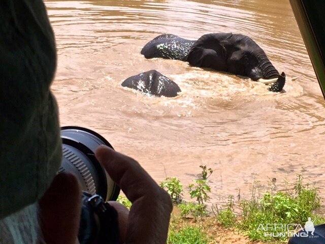 Elephant emerging from river