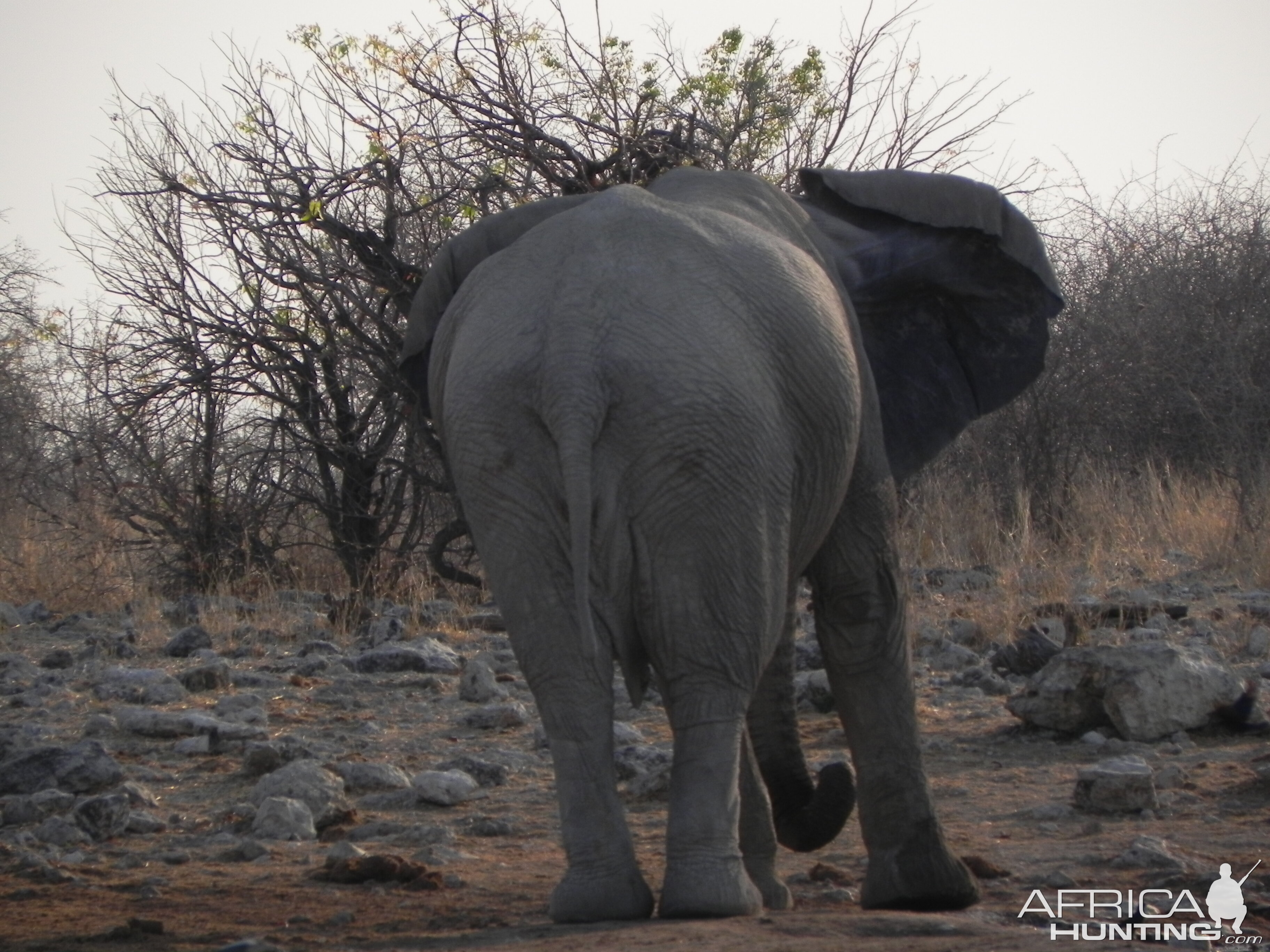 Elephant Etosha Namibia