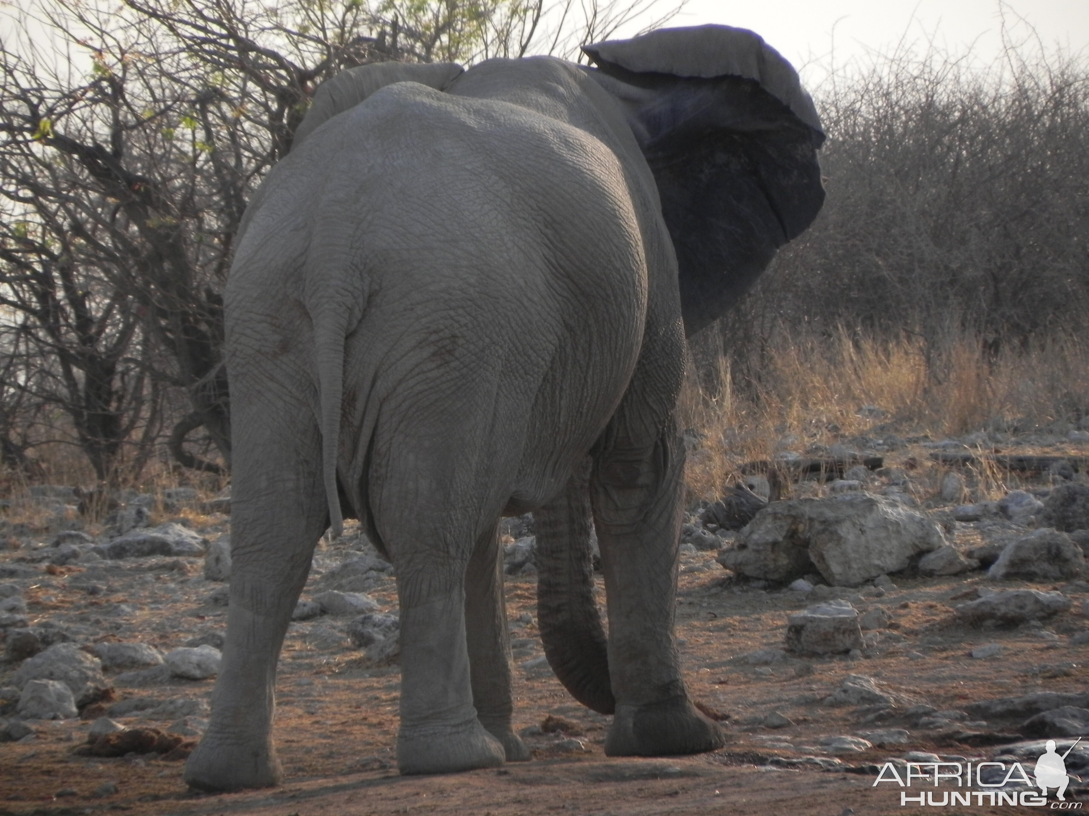 Elephant Etosha Namibia