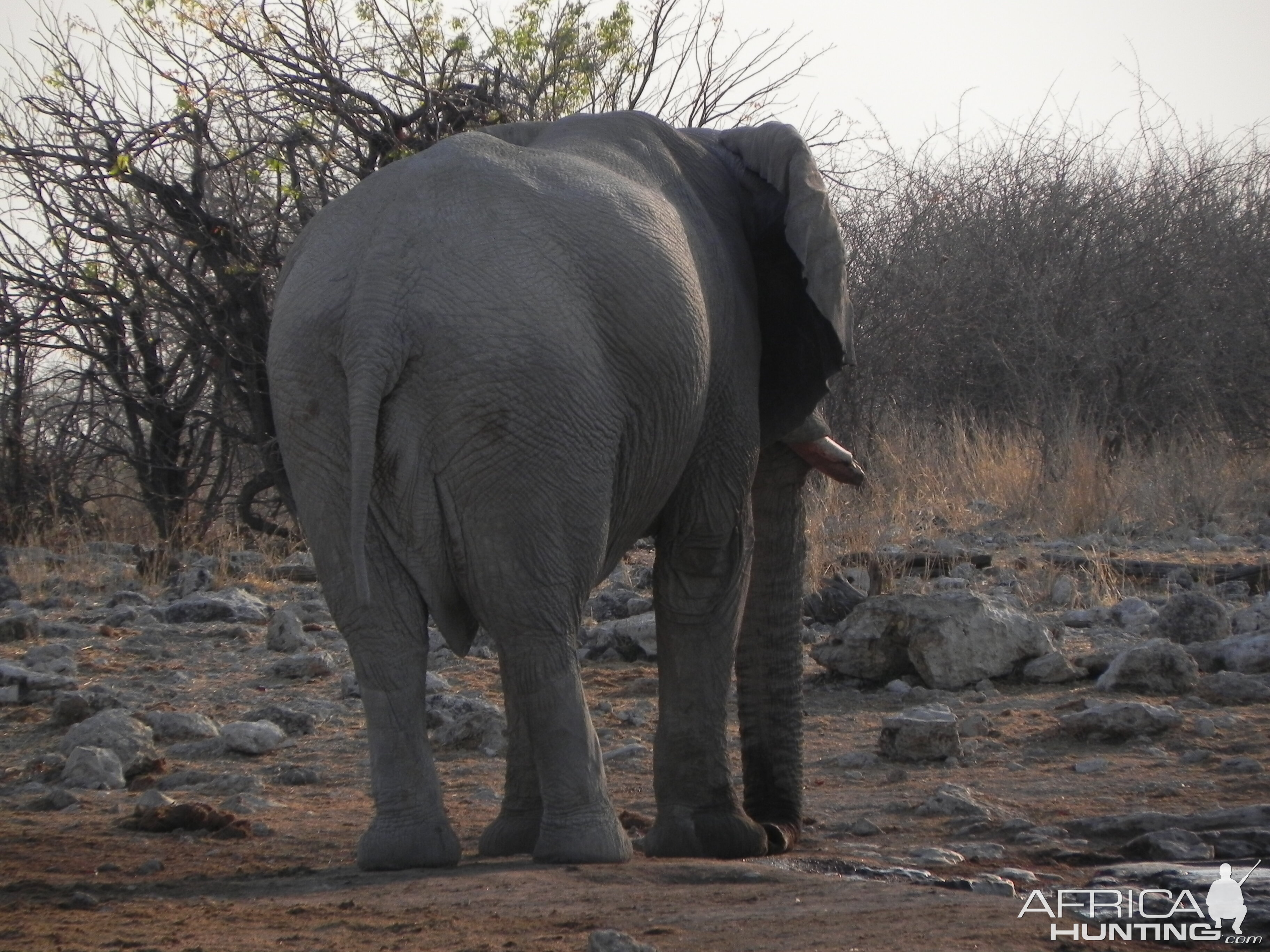 Elephant Etosha Namibia