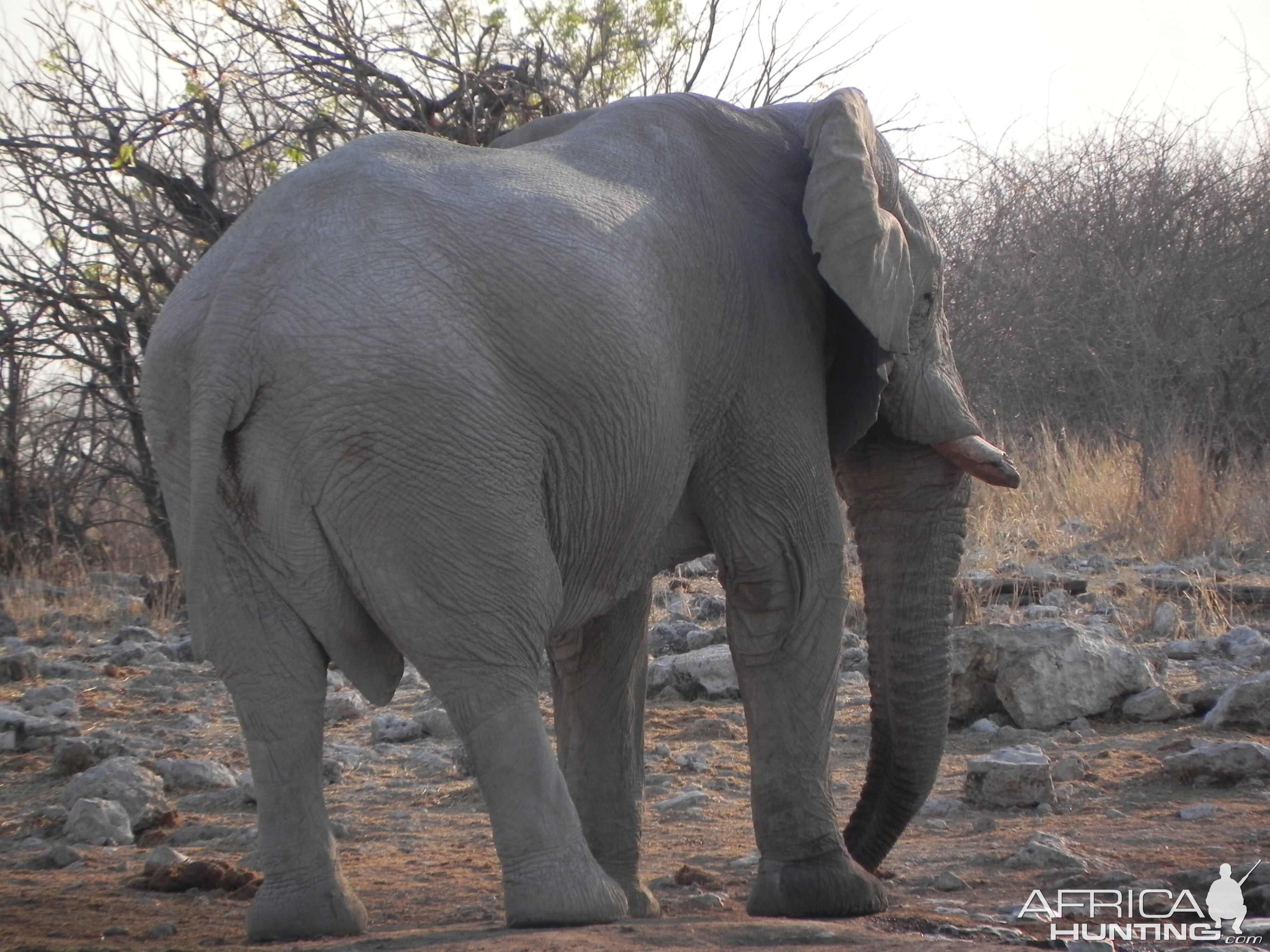 Elephant Etosha Namibia