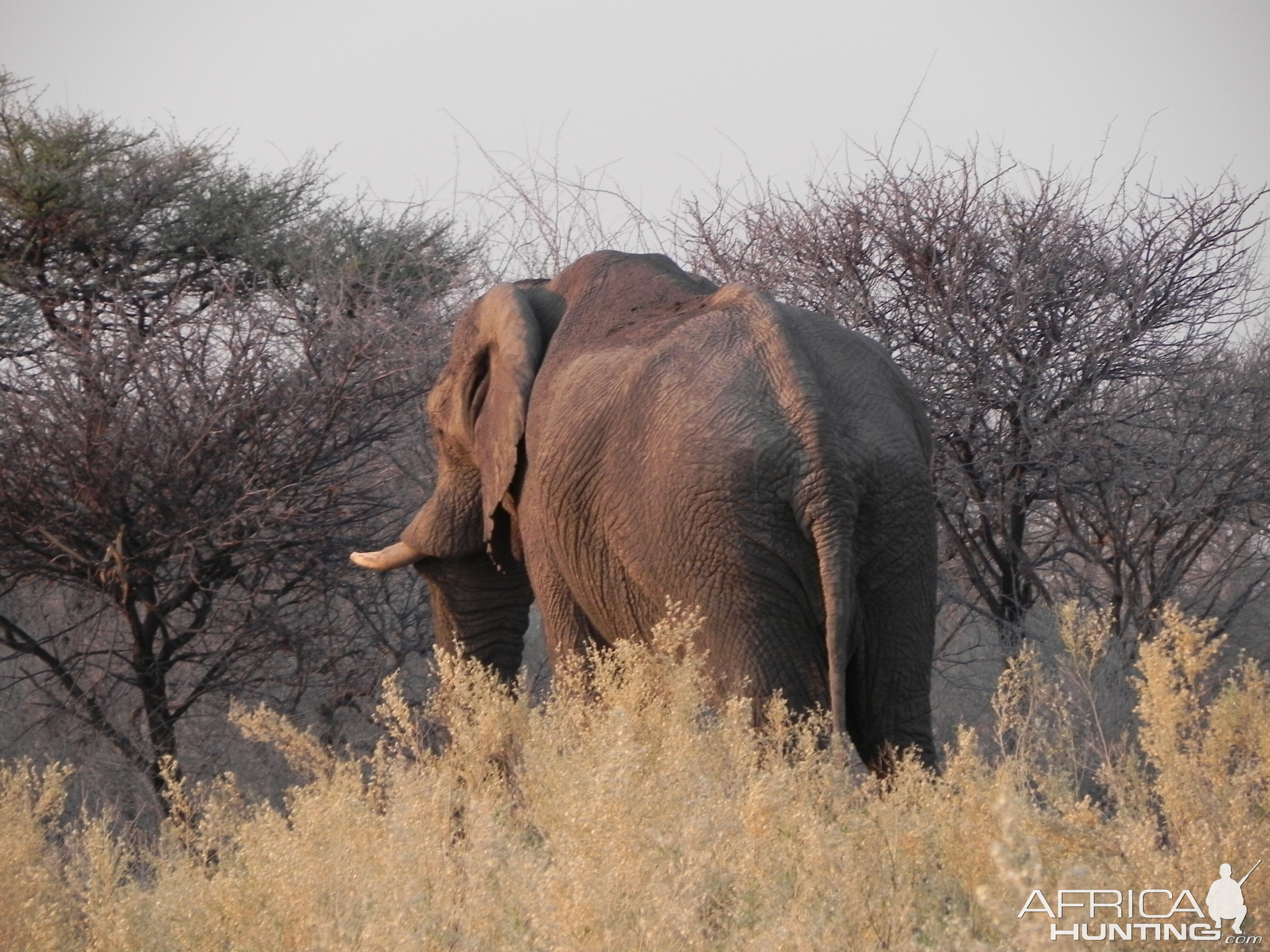 Elephant Etosha Namibia