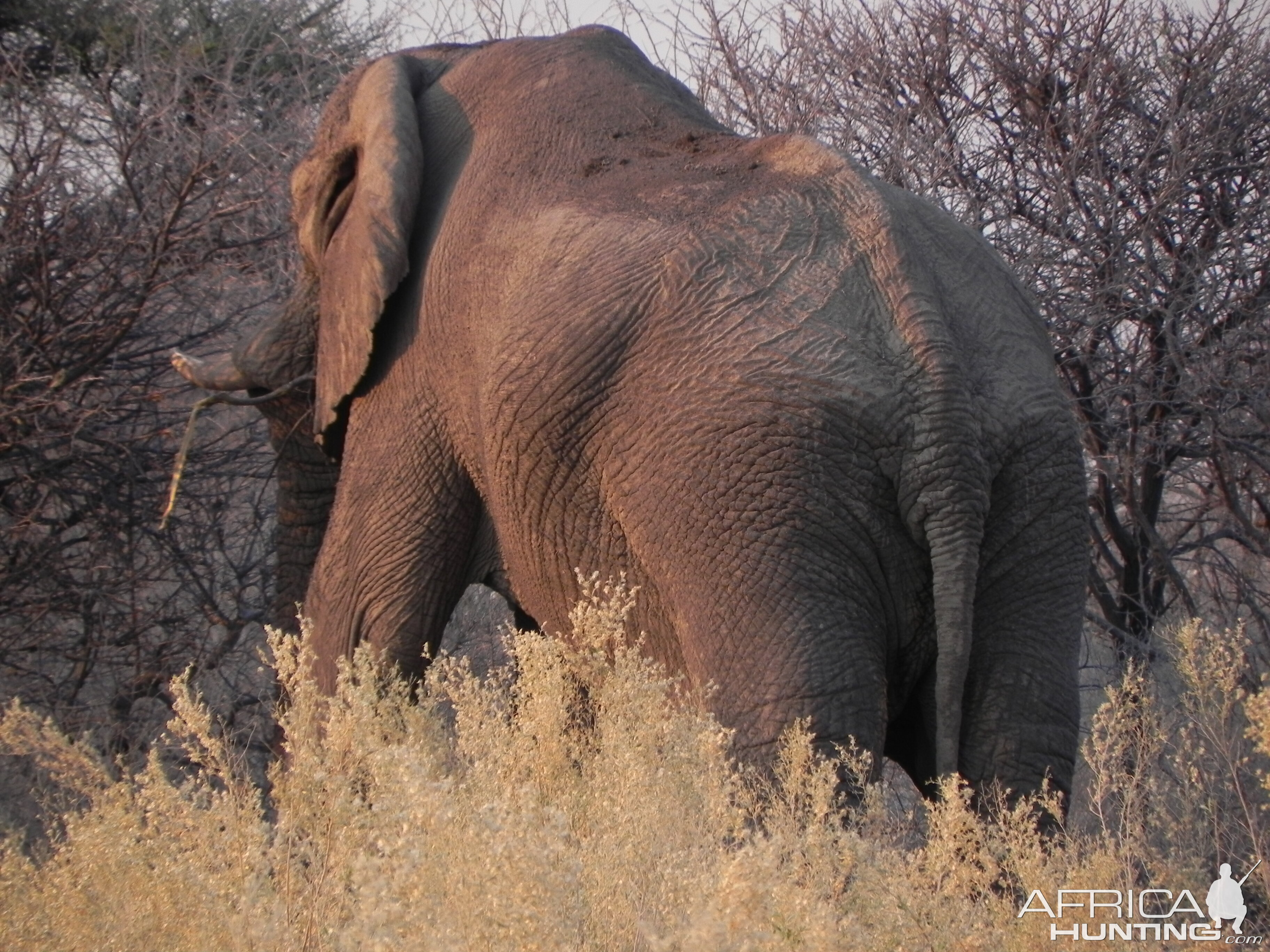 Elephant Etosha Namibia