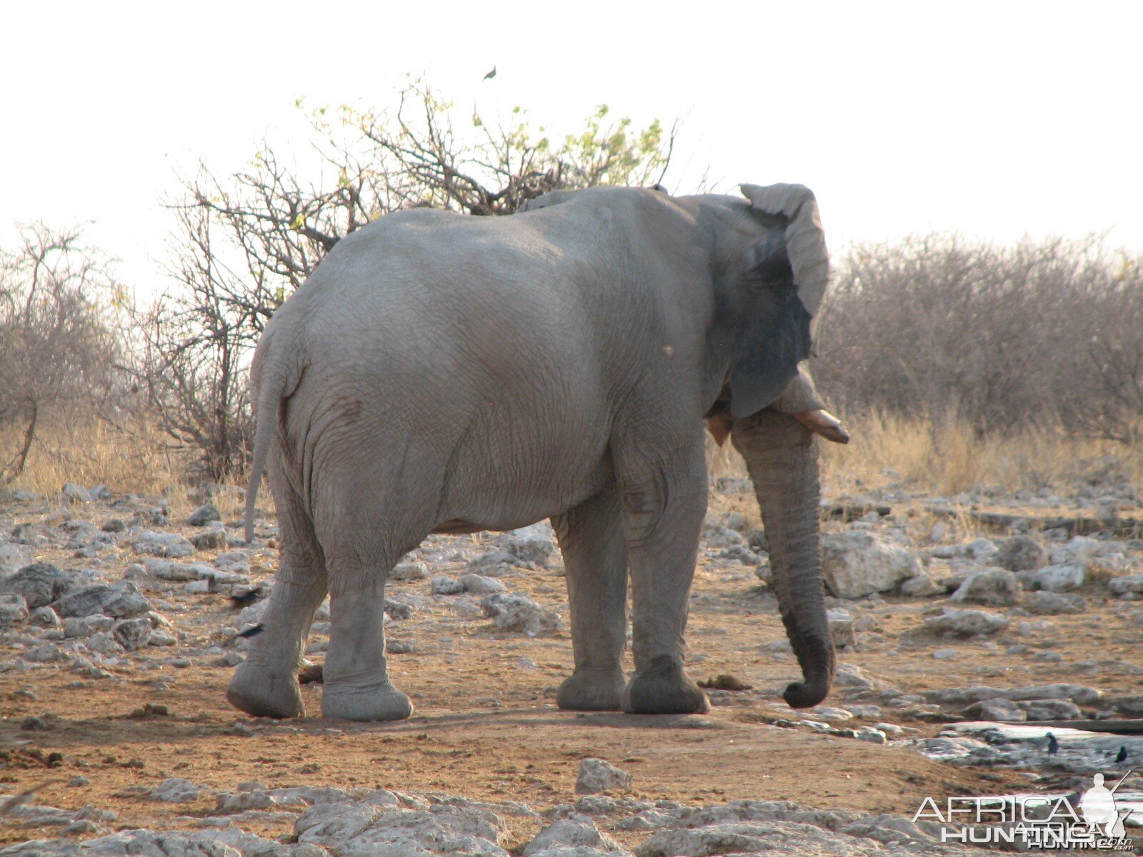 Elephant Etosha Namibia