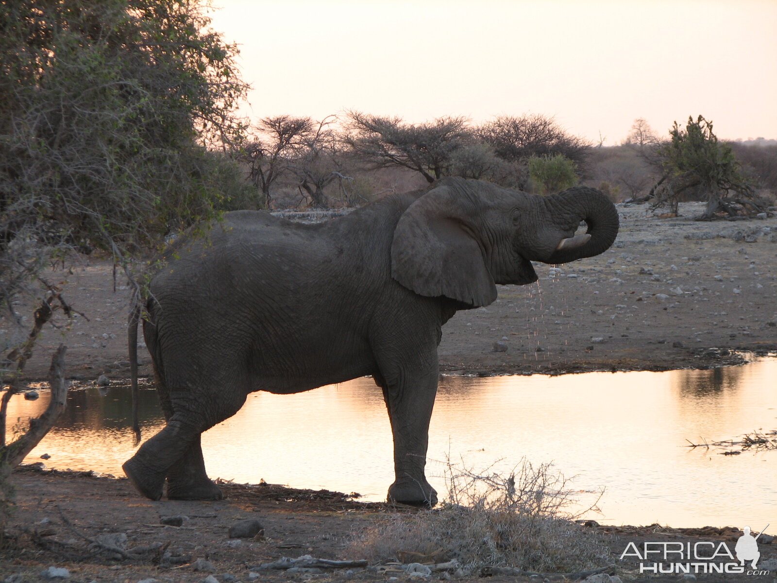 Elephant Etosha Namibia