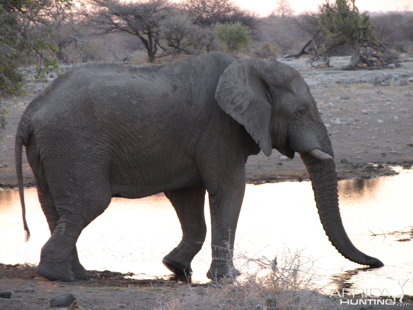 Elephant Etosha Namibia