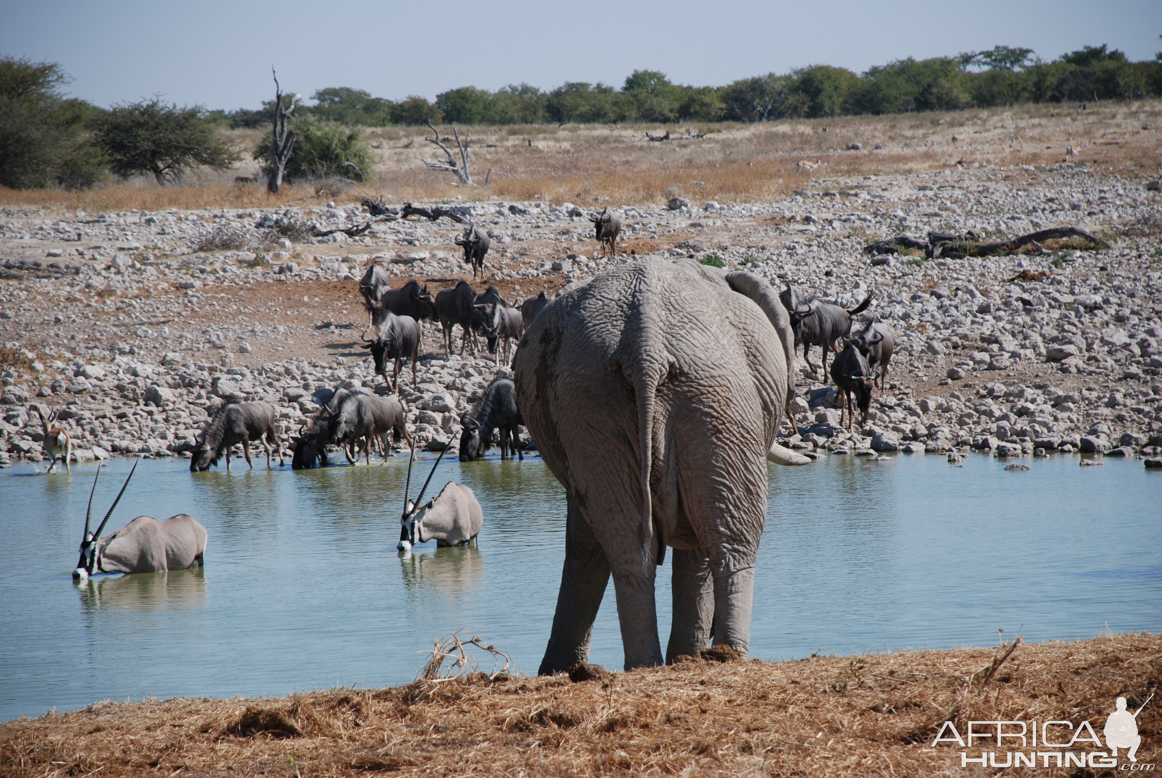 Elephant Etosha Namibia