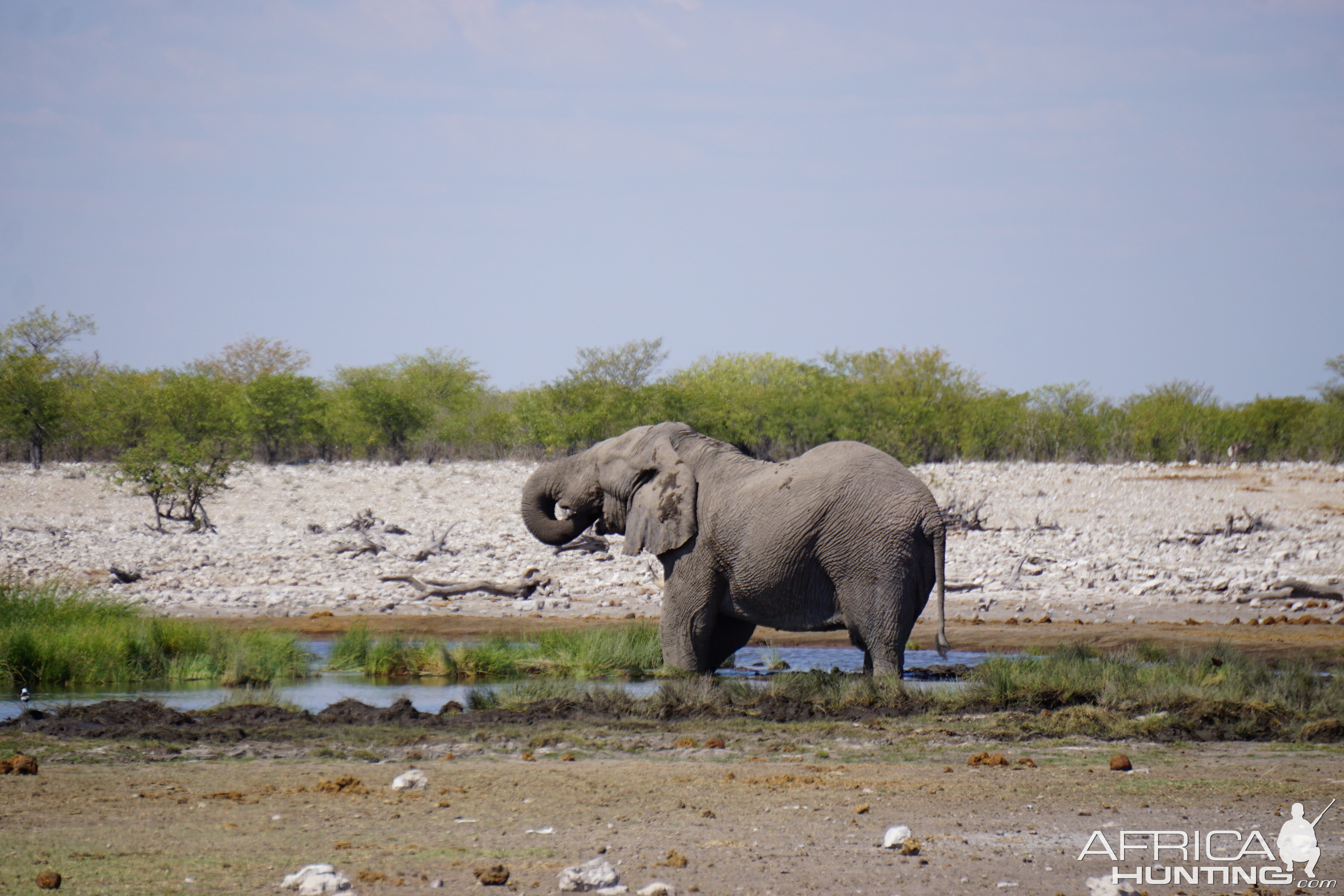 Elephant Etosha National Park Namibia