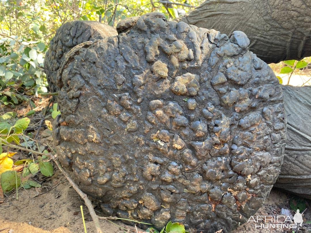 Elephant Foot Zimbabwe