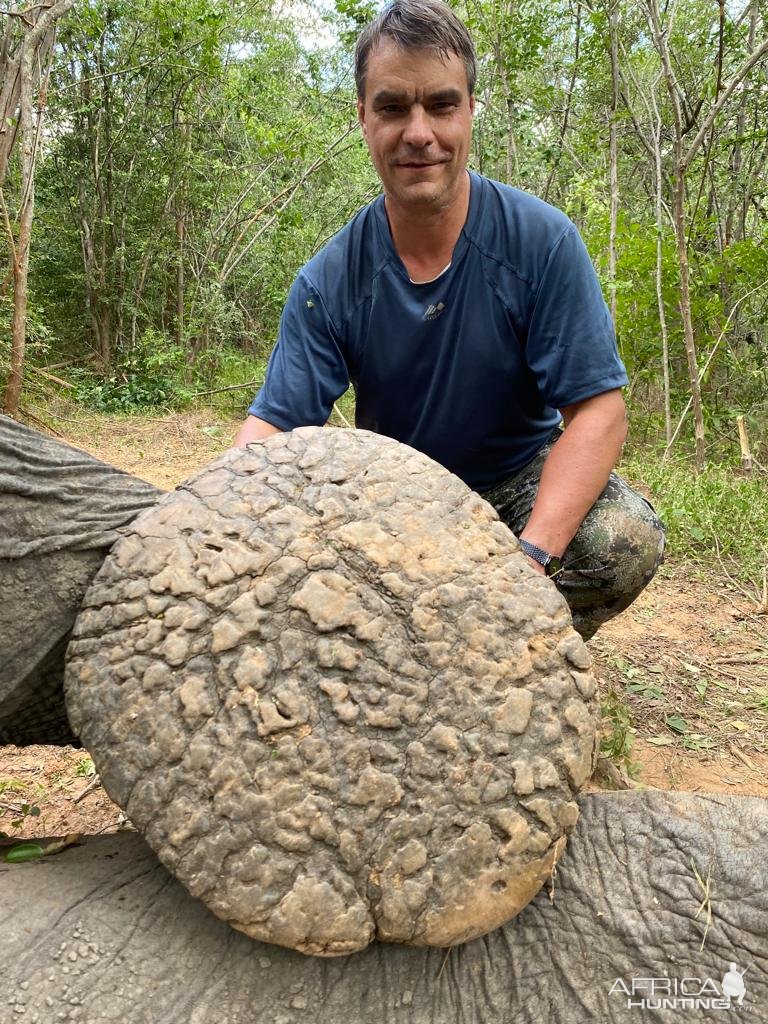 Elephant Foot Zimbabwe