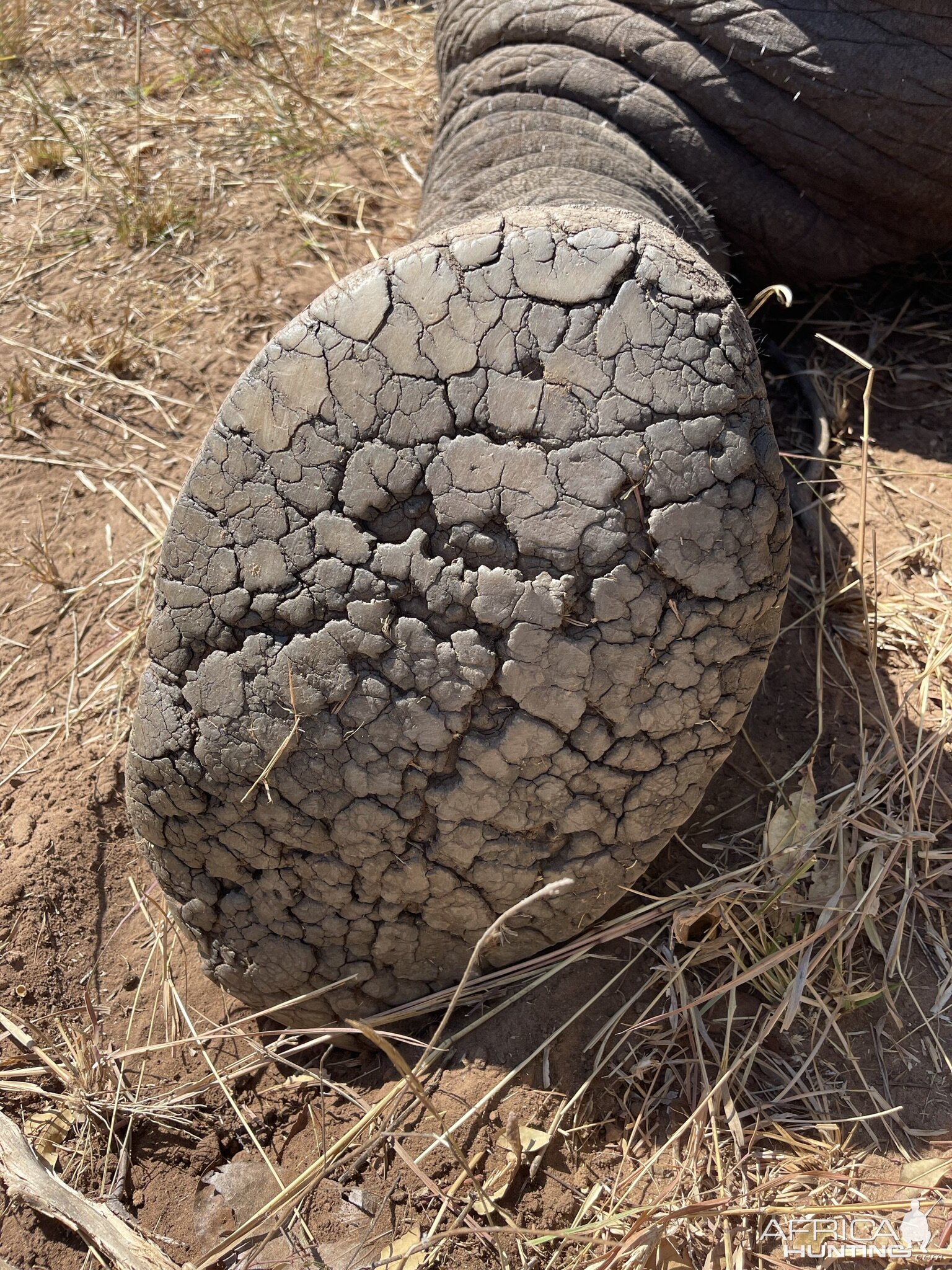 Elephant Foot