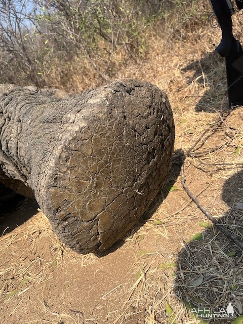 Elephant Foot