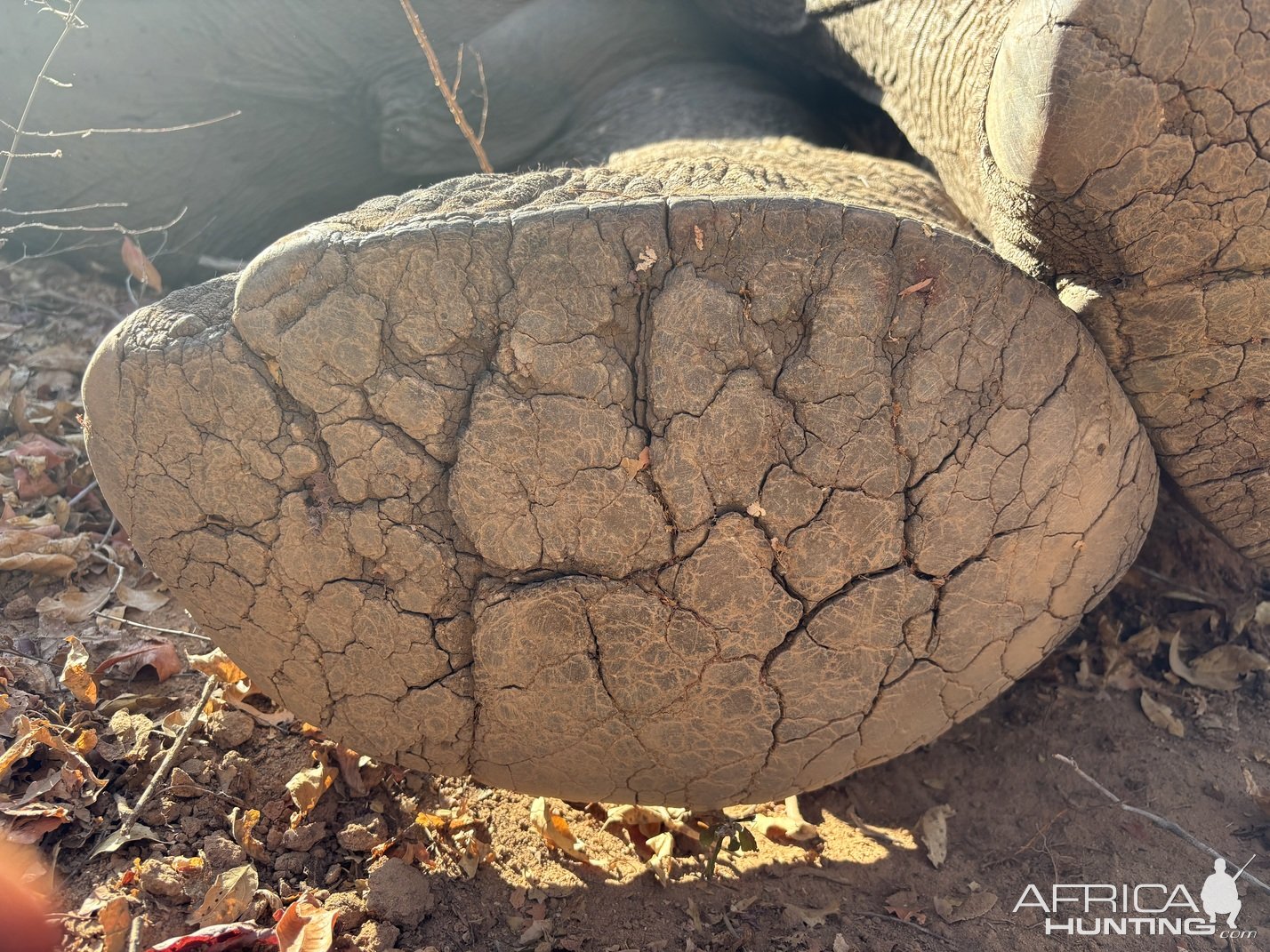 Elephant Foot