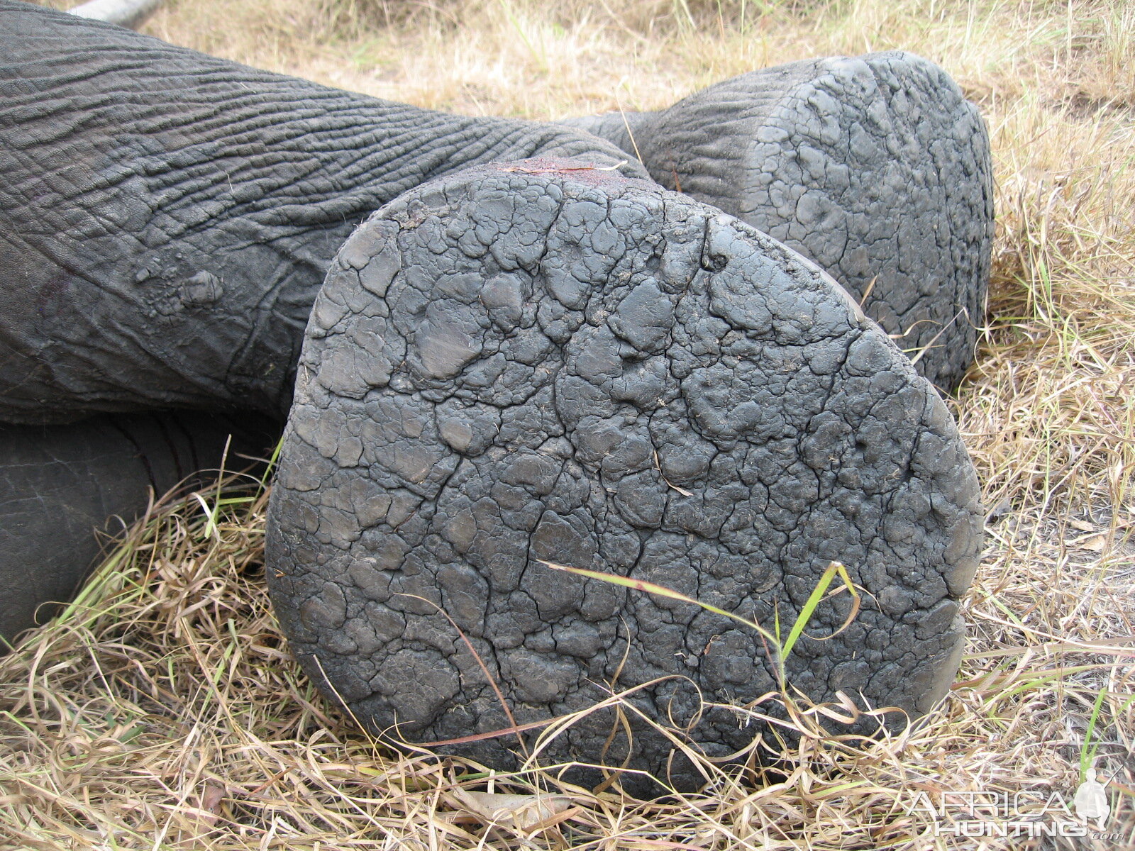 Elephant foot