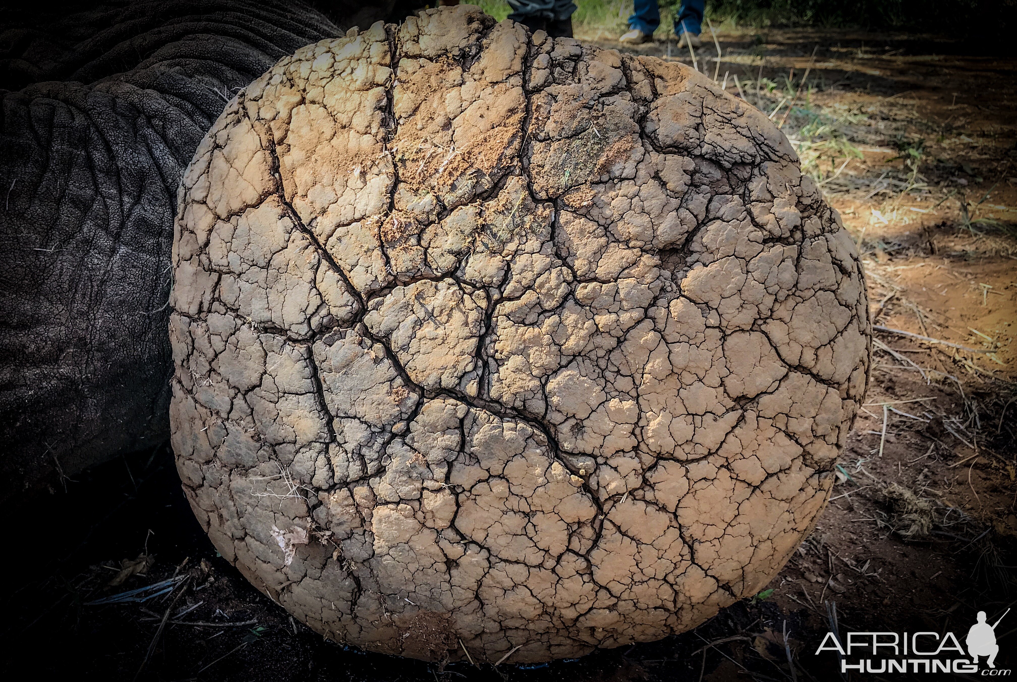 Elephant Foot