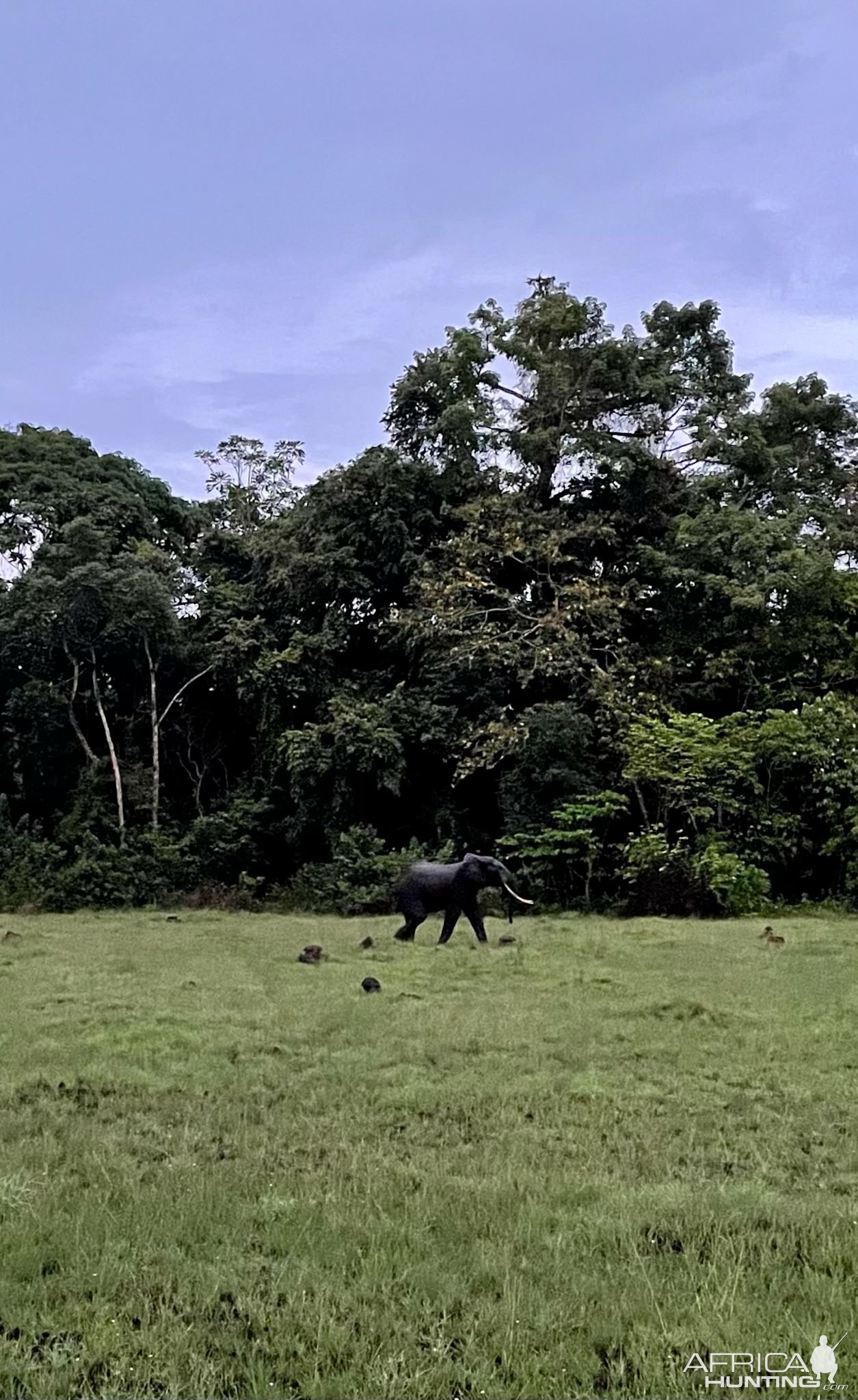 Elephant Gabon