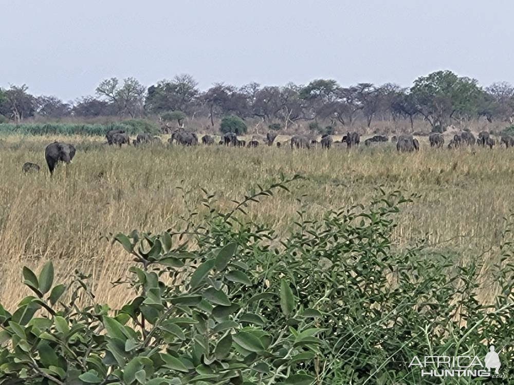 Elephant Herd Namibia