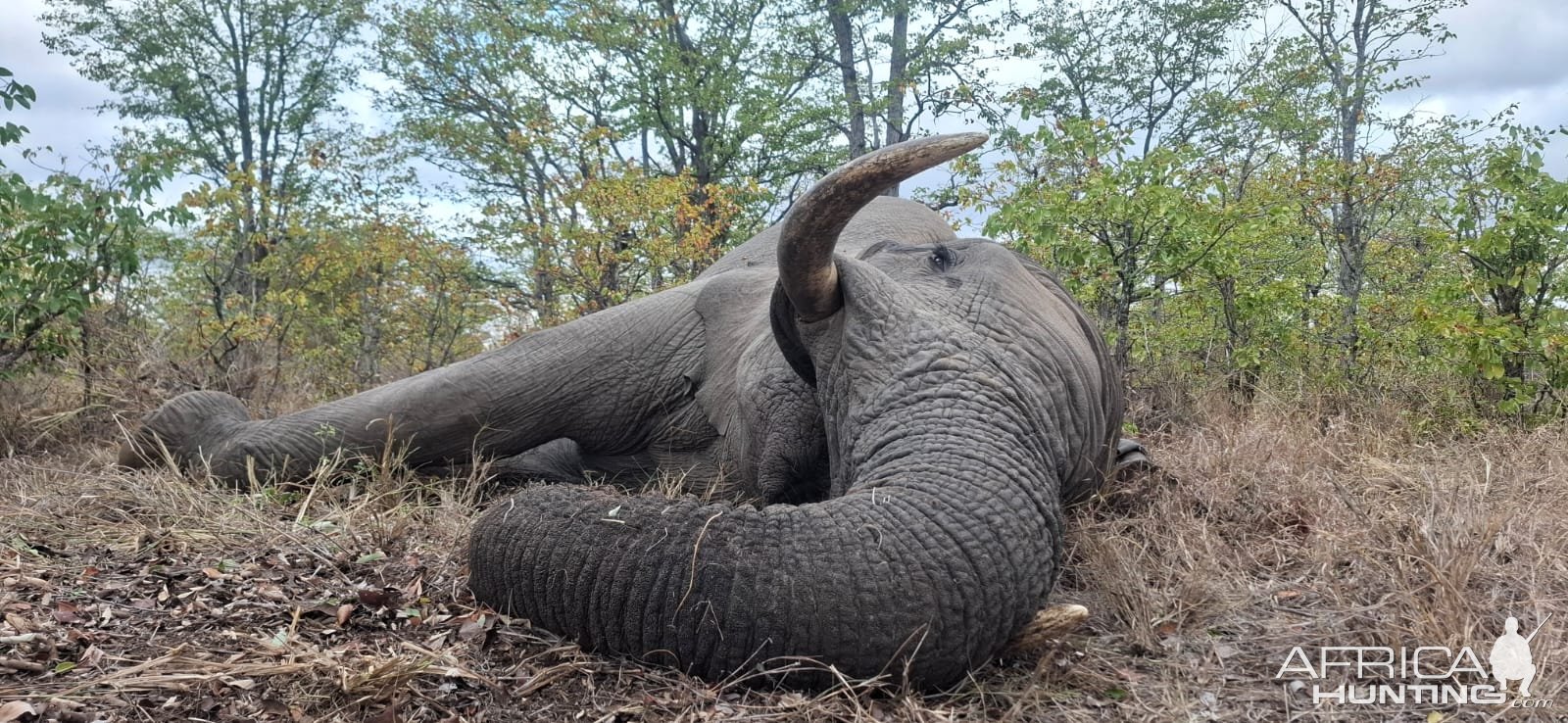 Elephant Hunt Klasserie Private Nature Reserve  South Africa