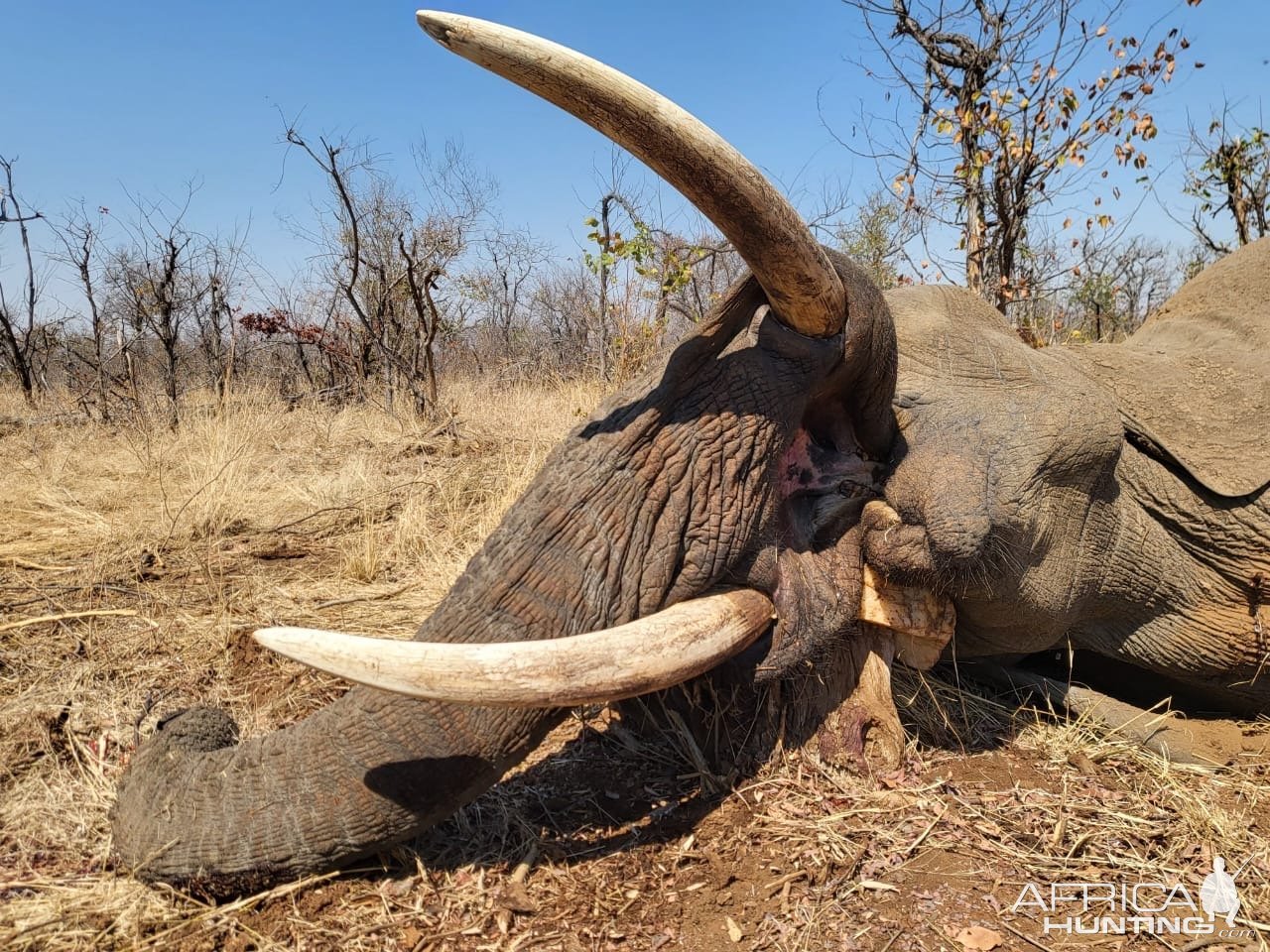 Elephant Hunt Limpopo Province South Africa