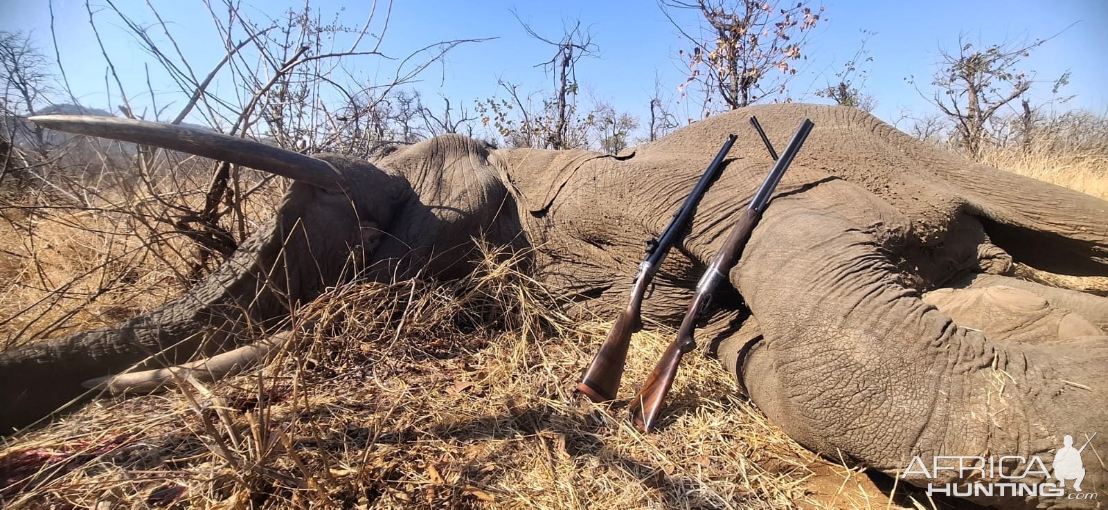 Elephant Hunt Limpopo Province South Africa