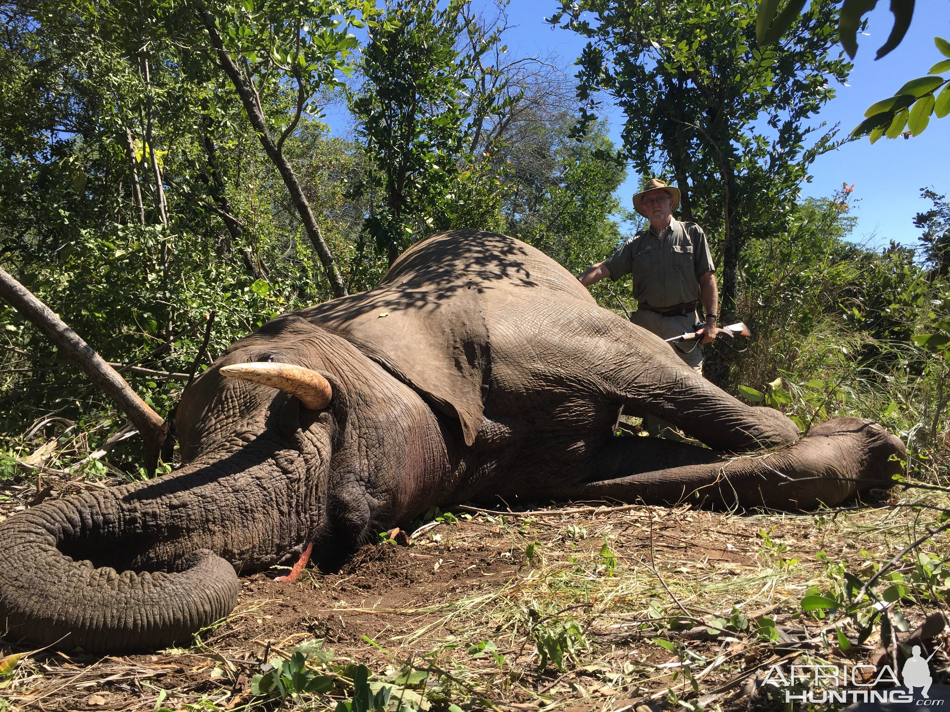 Elephant Hunt Matetsi Zimbabwe