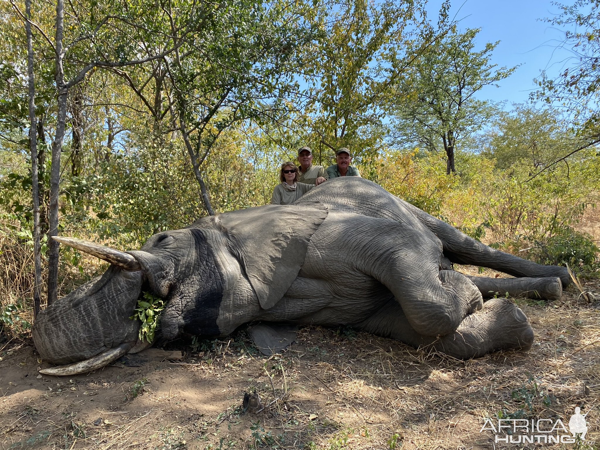 Elephant Hunt Matetsi Zimbabwe