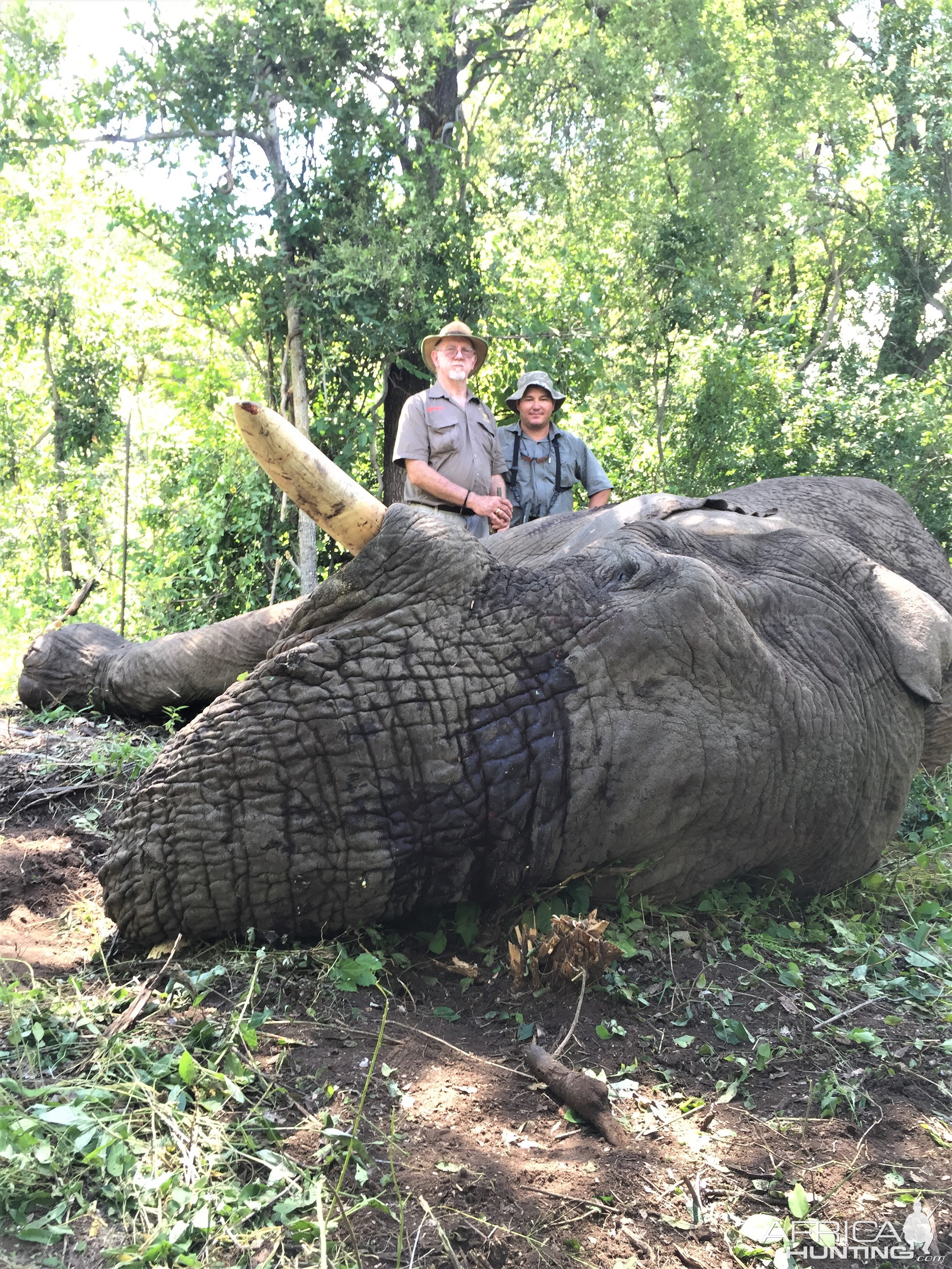 Elephant Hunt Matetsi Zimbabwe