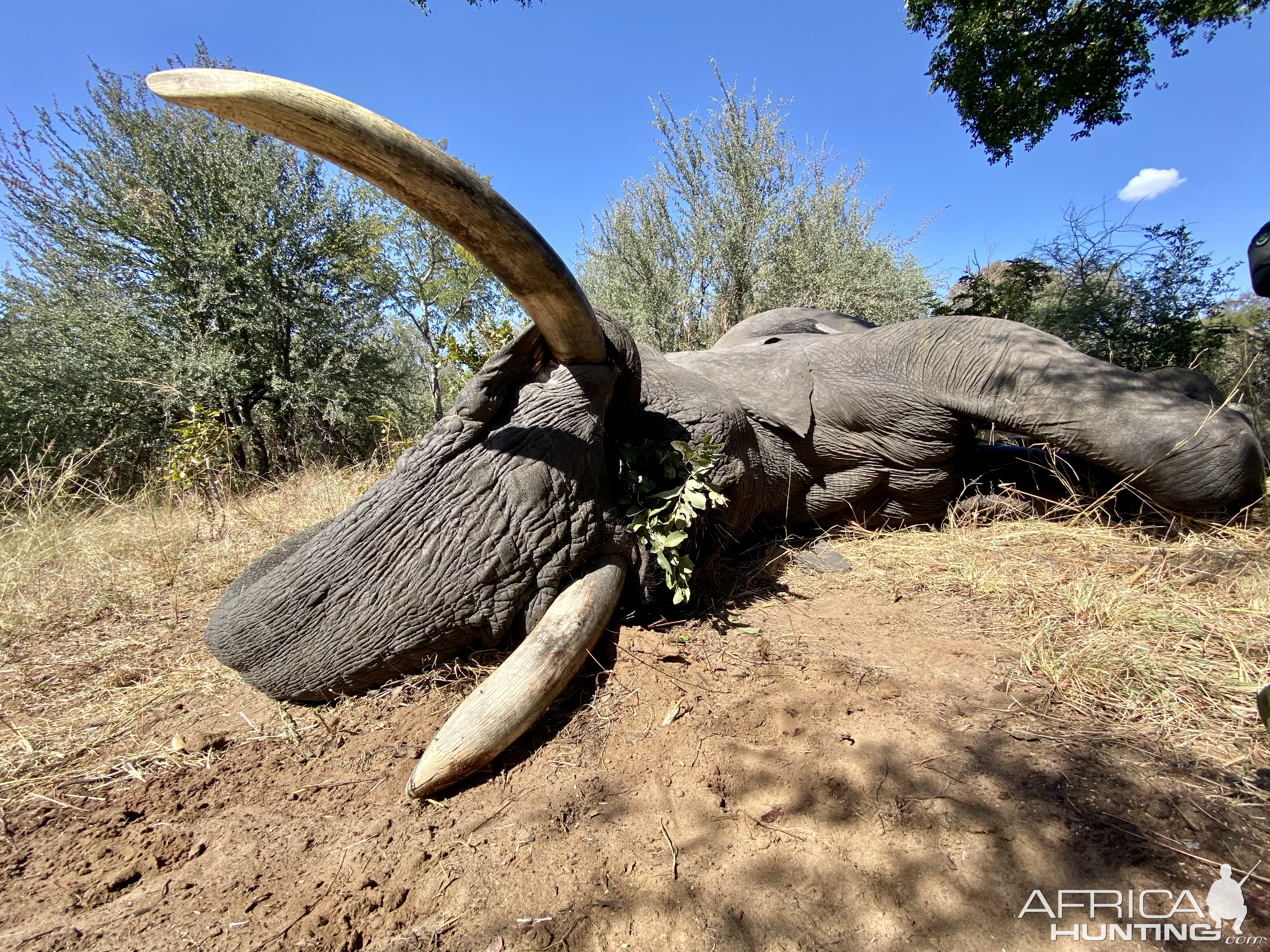 Elephant Hunt Namibia