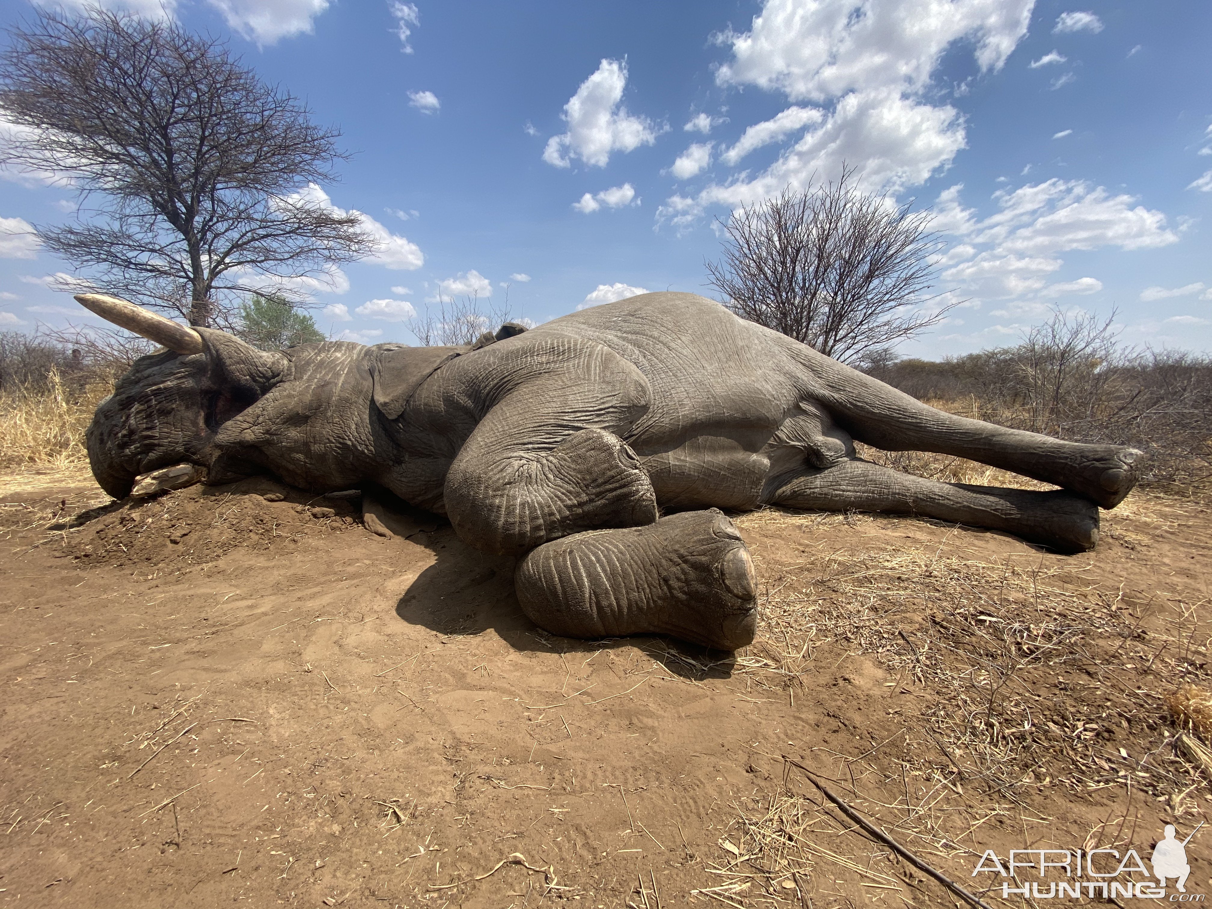 Elephant Hunt Namibia