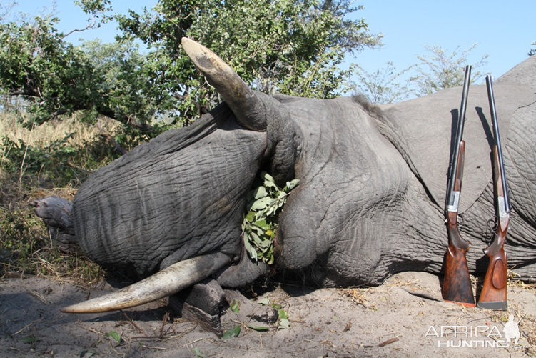 Elephant Hunt Namibia