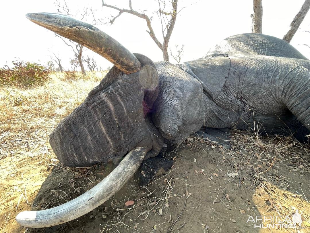 Elephant Hunt Namibia