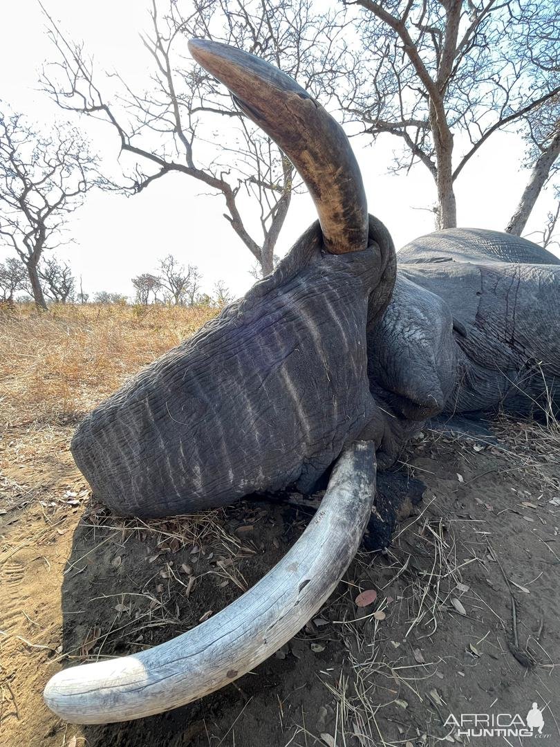 Elephant Hunt Namibia