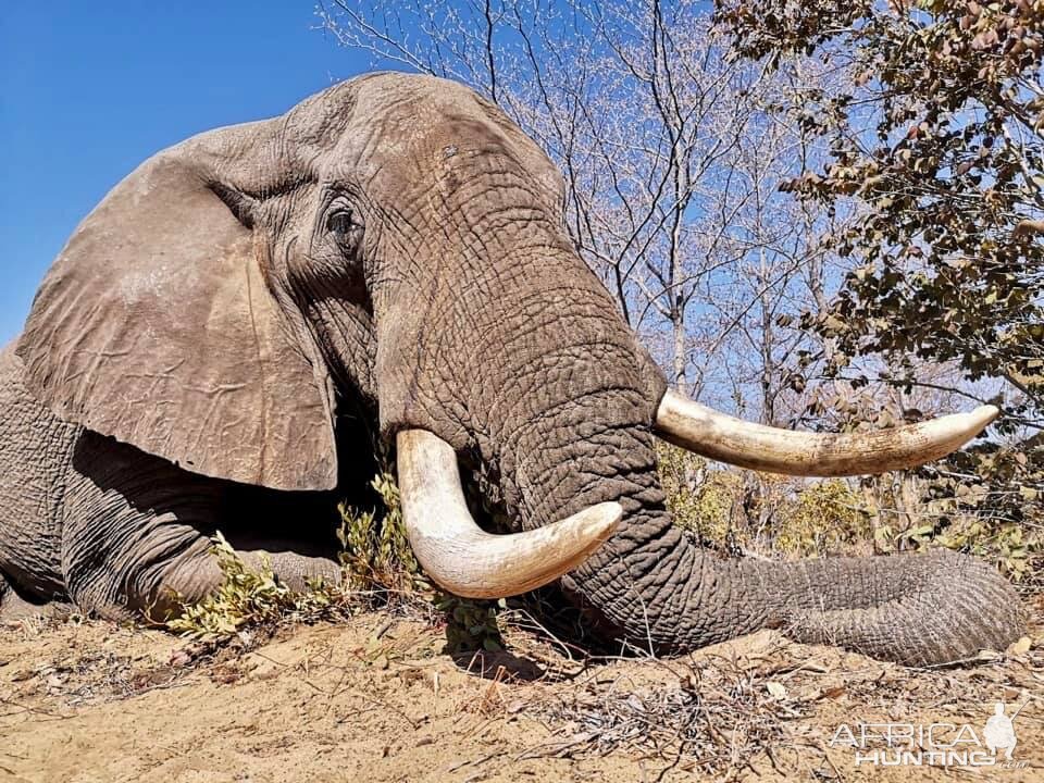 Elephant Hunt Namibia