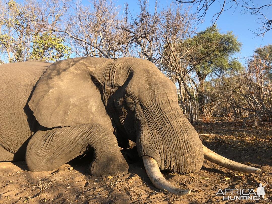 Elephant Hunt Namibia