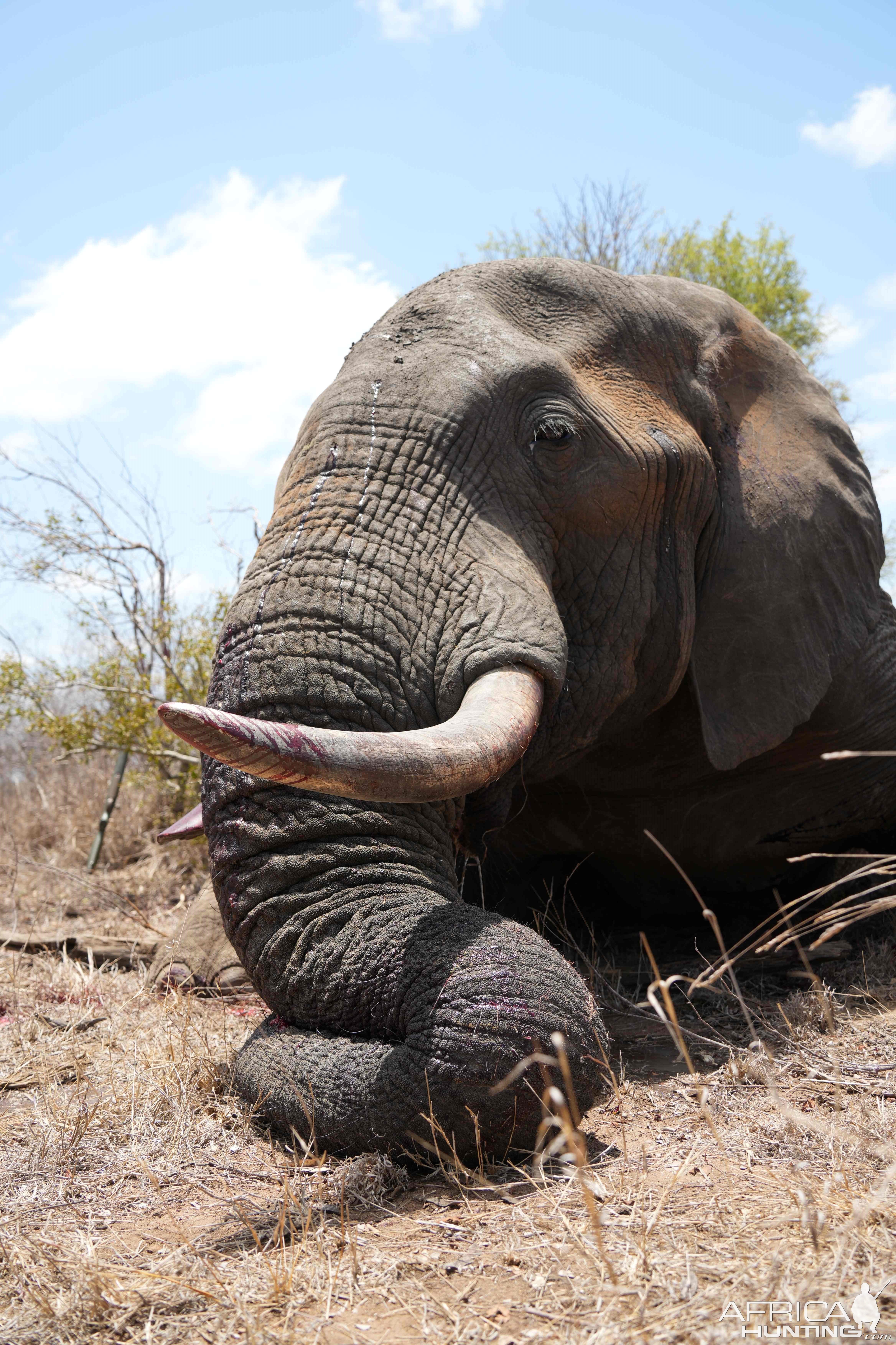 Elephant Hunt South Africa