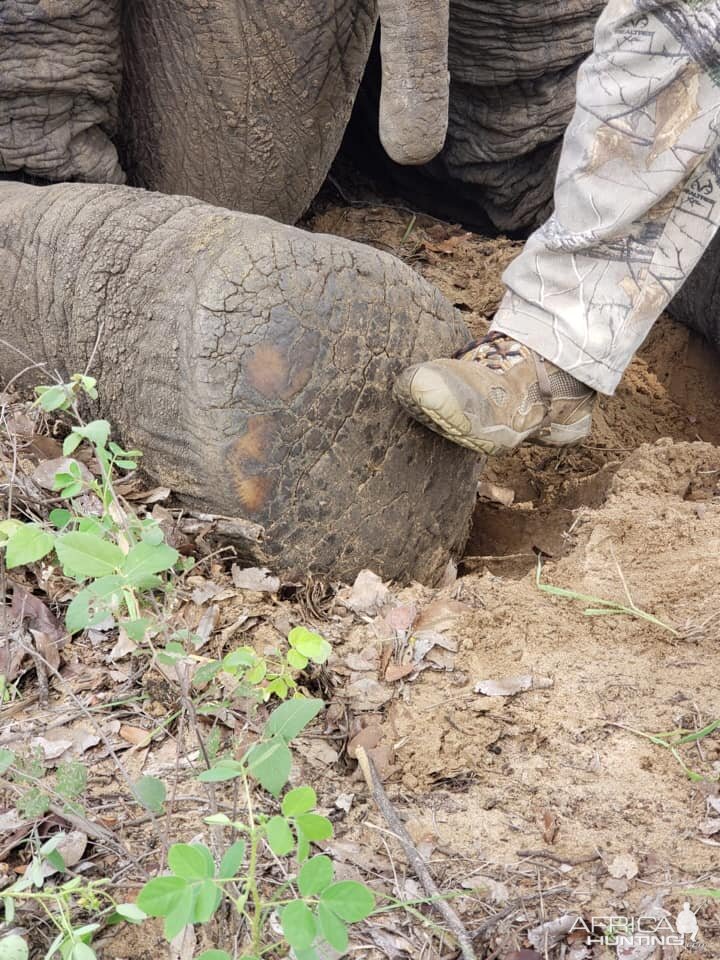 Elephant Hunt Zimbabwe