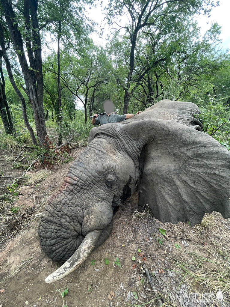 Elephant Hunt Zimbabwe