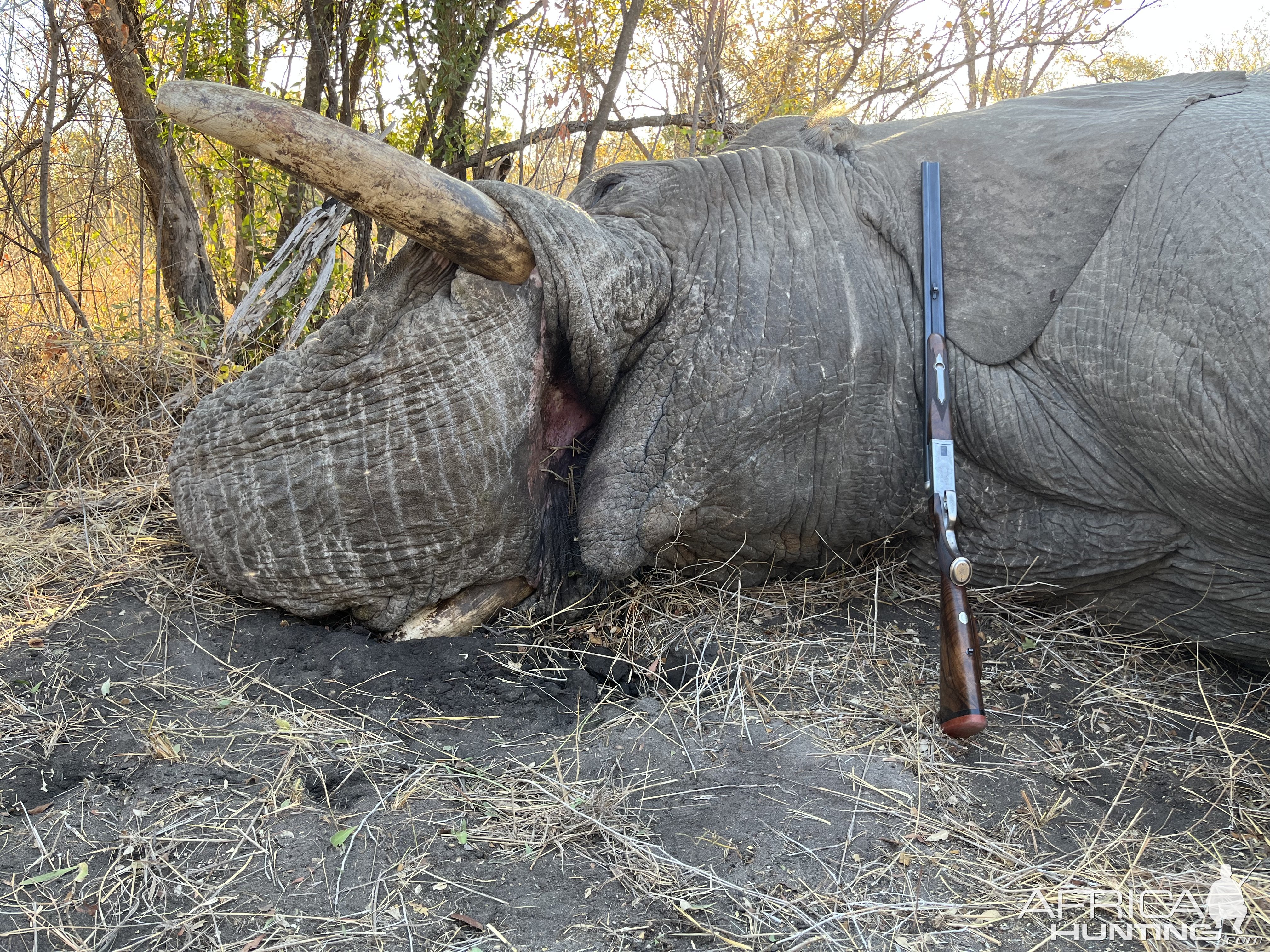 Elephant Hunt Zimbabwe