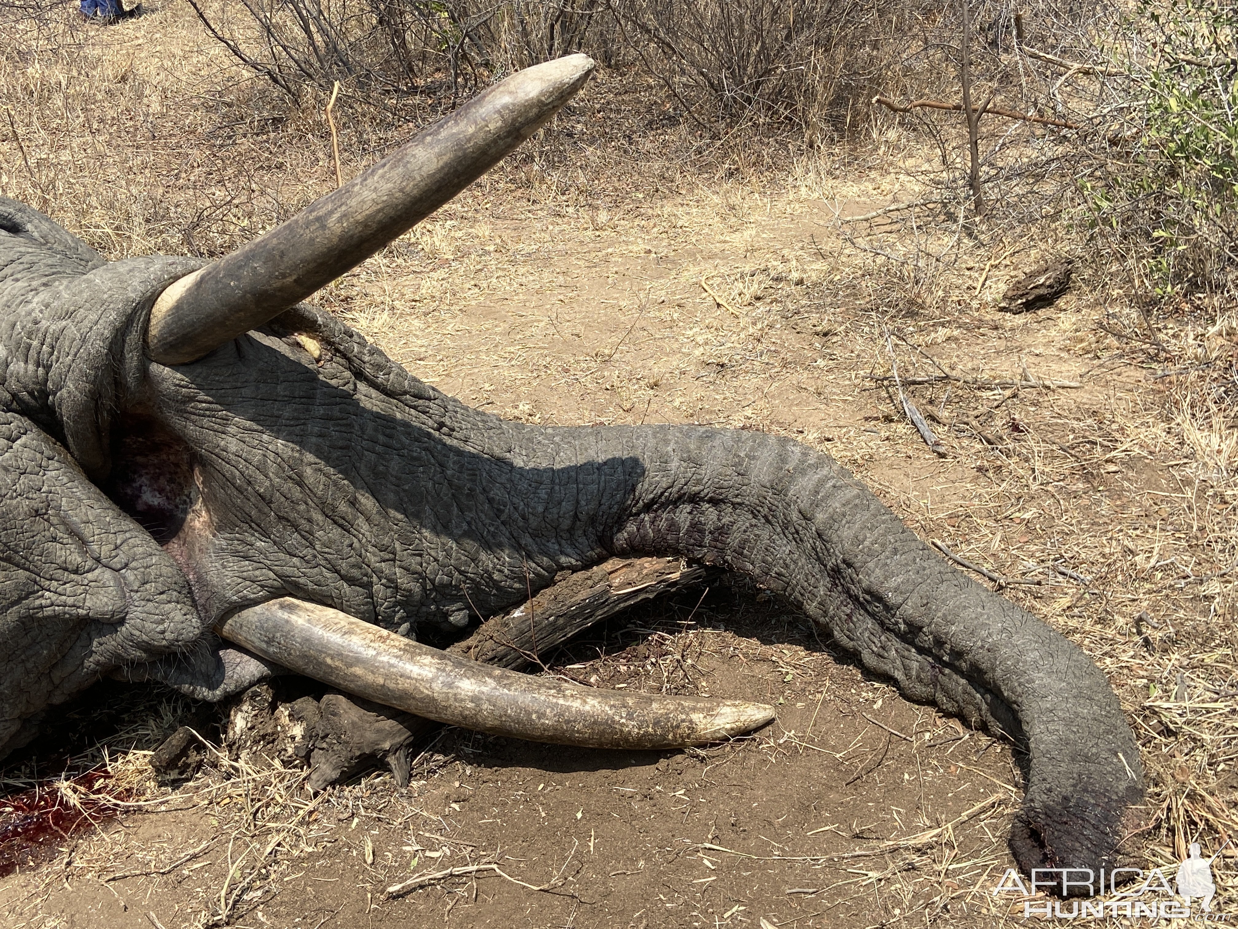 Elephant Hunt Zimbabwe