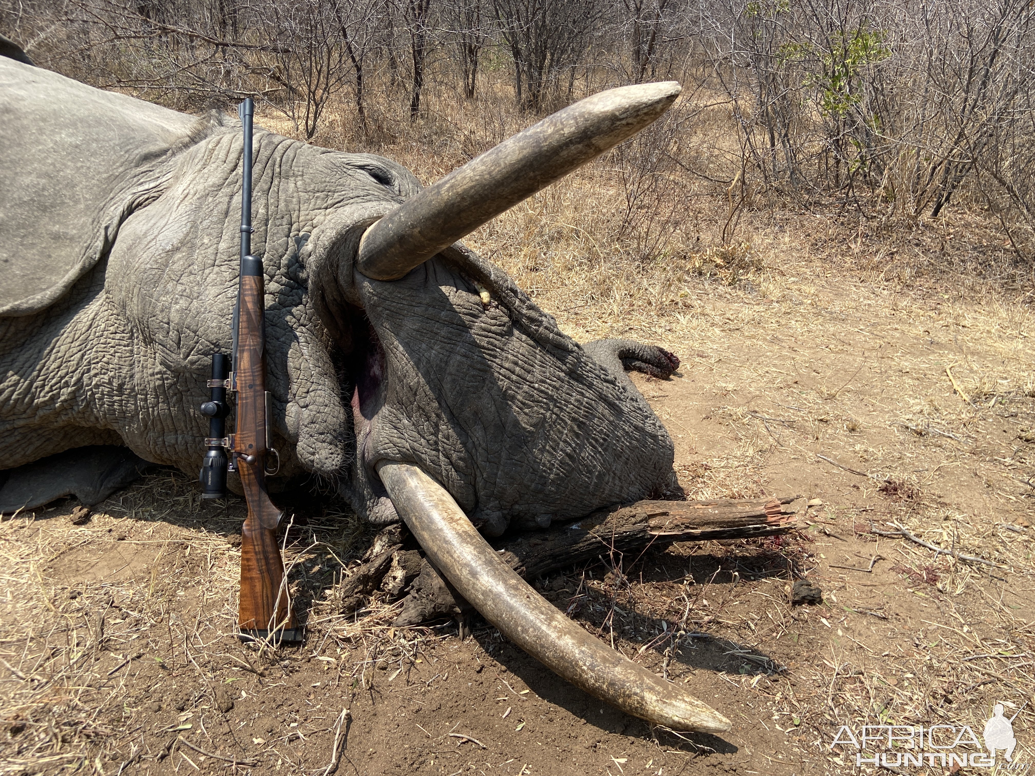 Elephant Hunt Zimbabwe