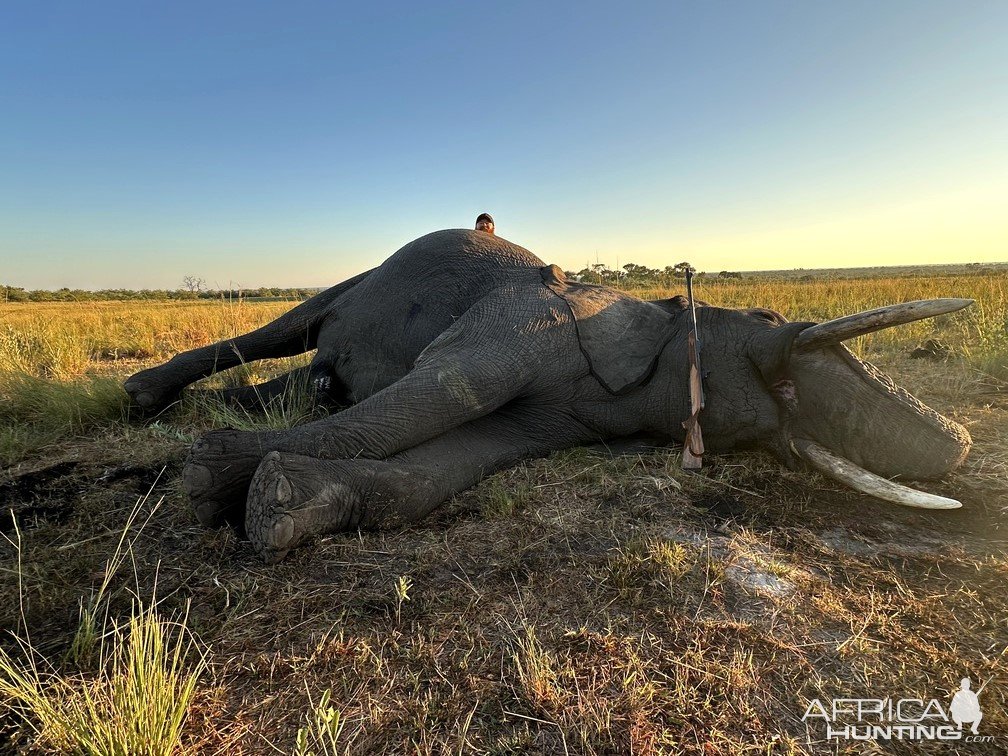 Elephant Hunt Zimbabwe