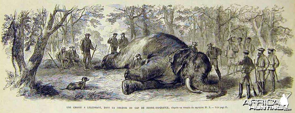 Elephant hunt