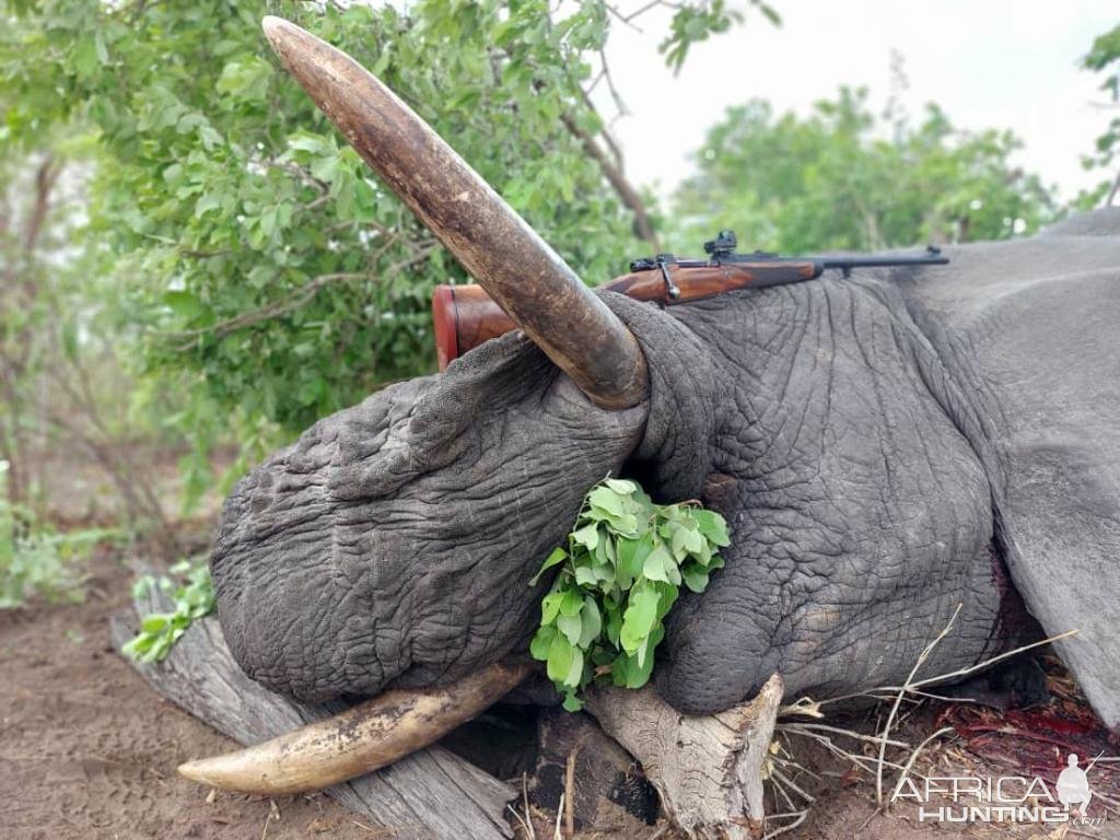 Elephant Hunting Bwabwata West Namibia