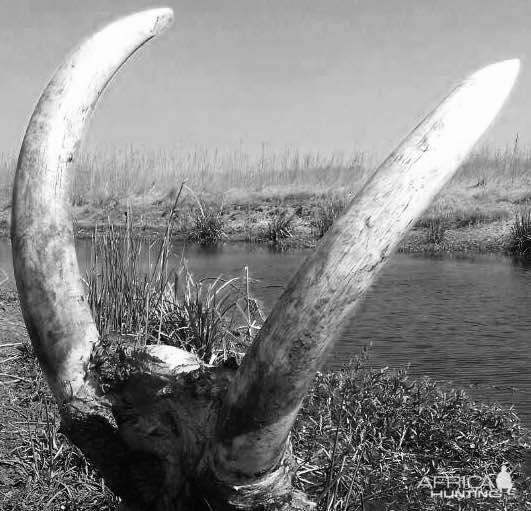 Elephant Hunting in Namibia