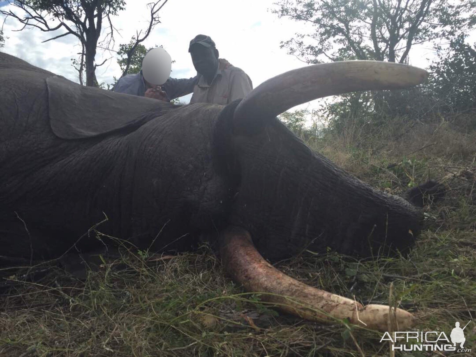 Elephant Hunting Matetsi Zimbabwe