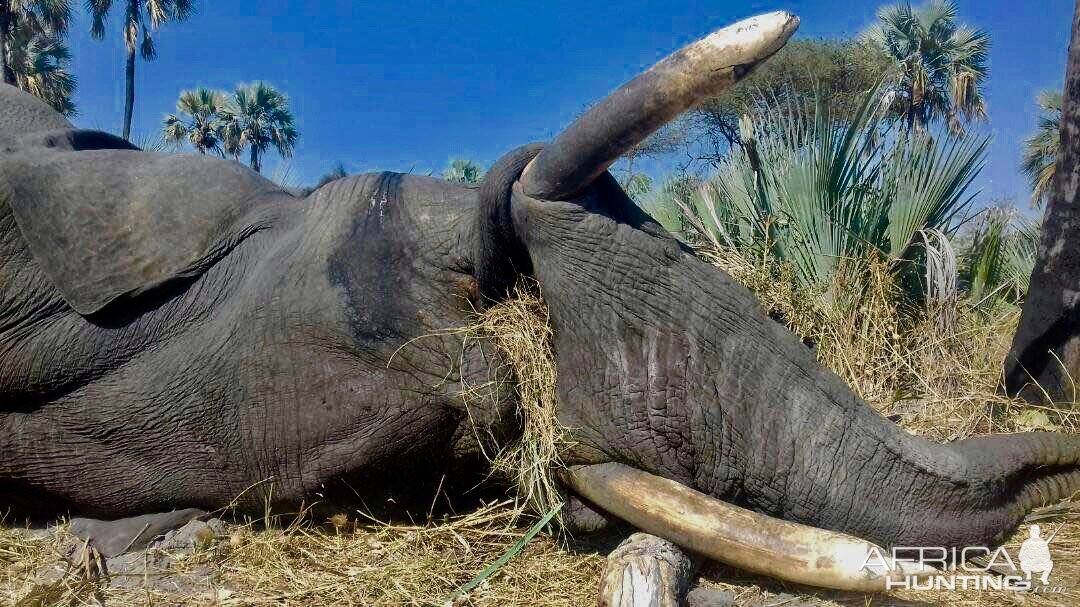 Elephant Hunting Namibia